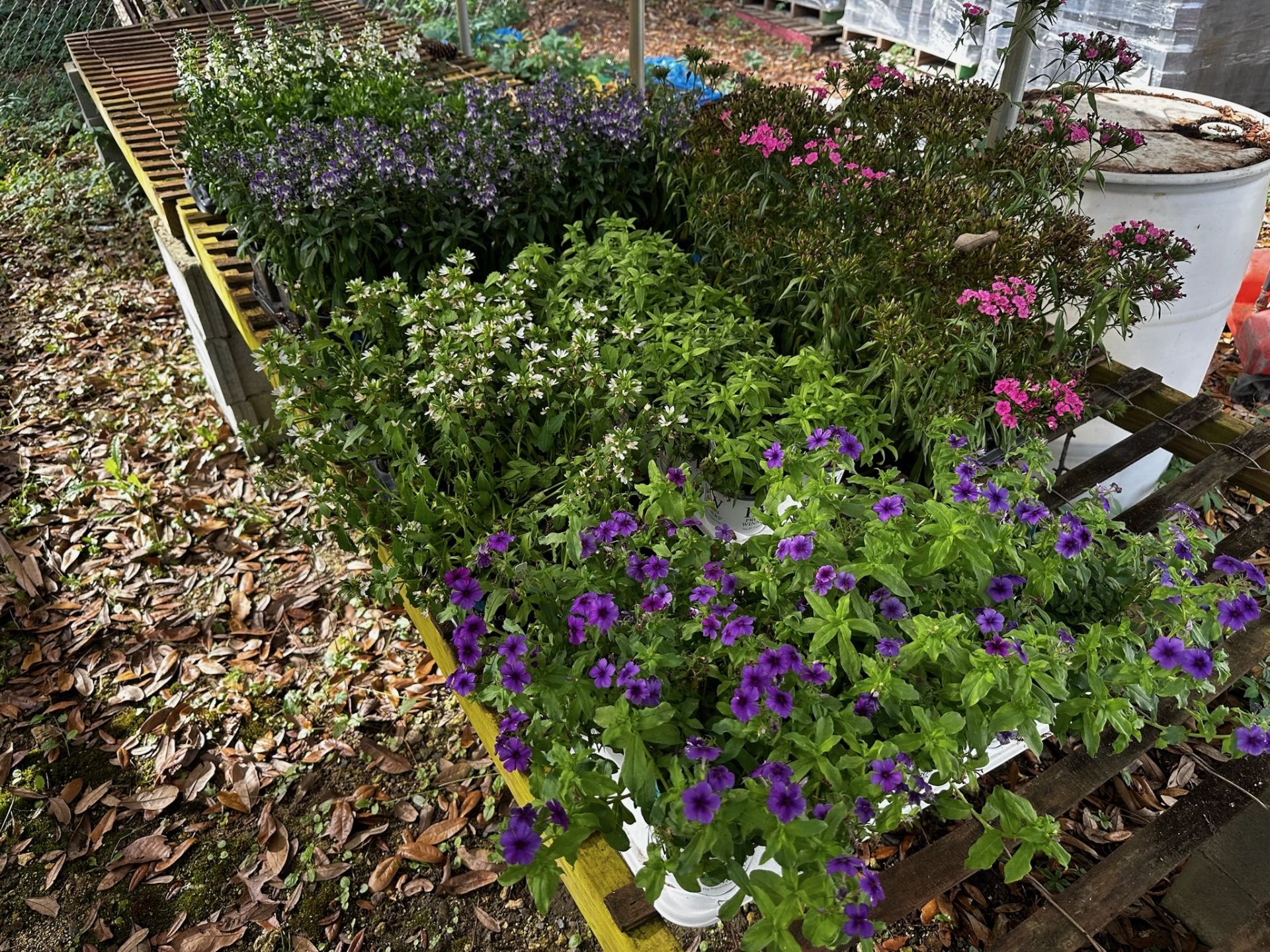 Assorted Plants - Image 13 of 14