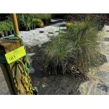 Assorted Landscaping Plants