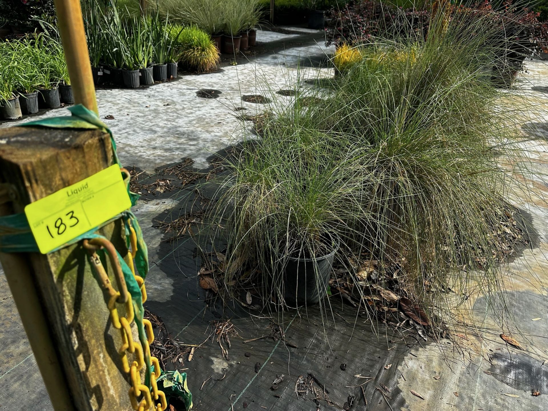 Assorted Landscaping Plants