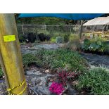 Assorted Landscaping Plants