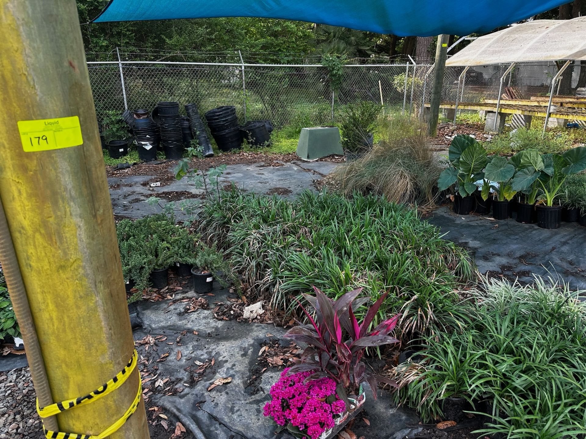 Assorted Landscaping Plants