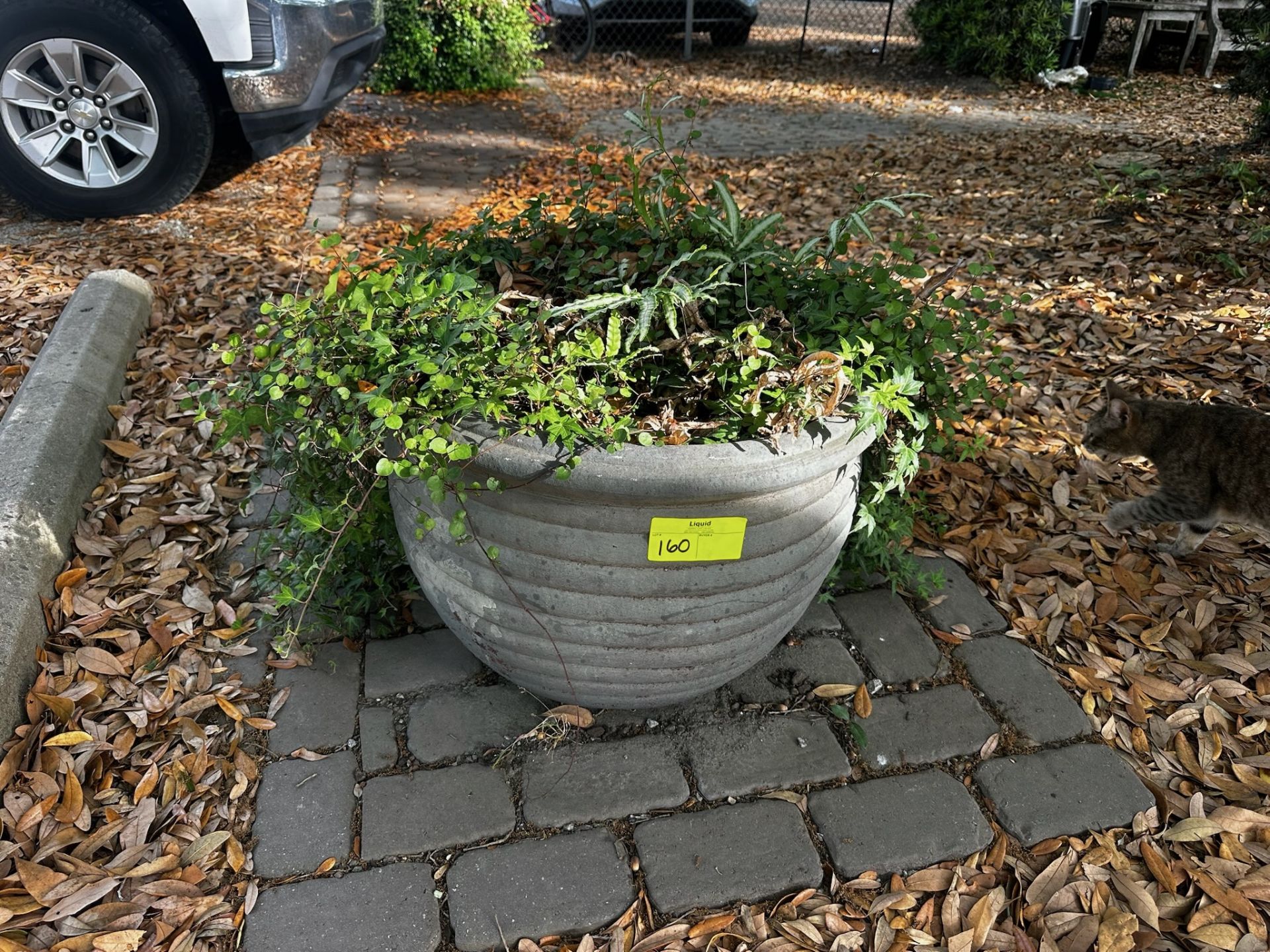 Concrete Planter with Plants