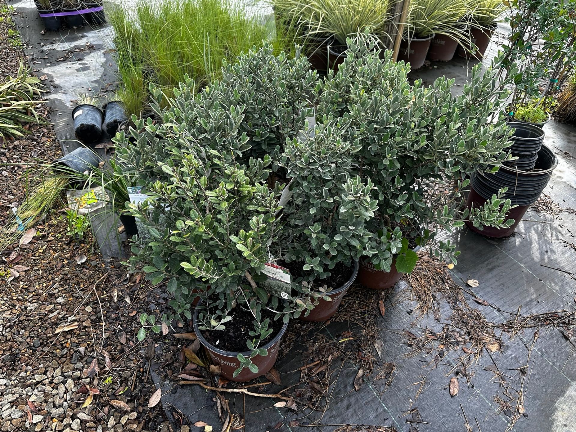 Assorted Landscaping Plants - Image 5 of 9