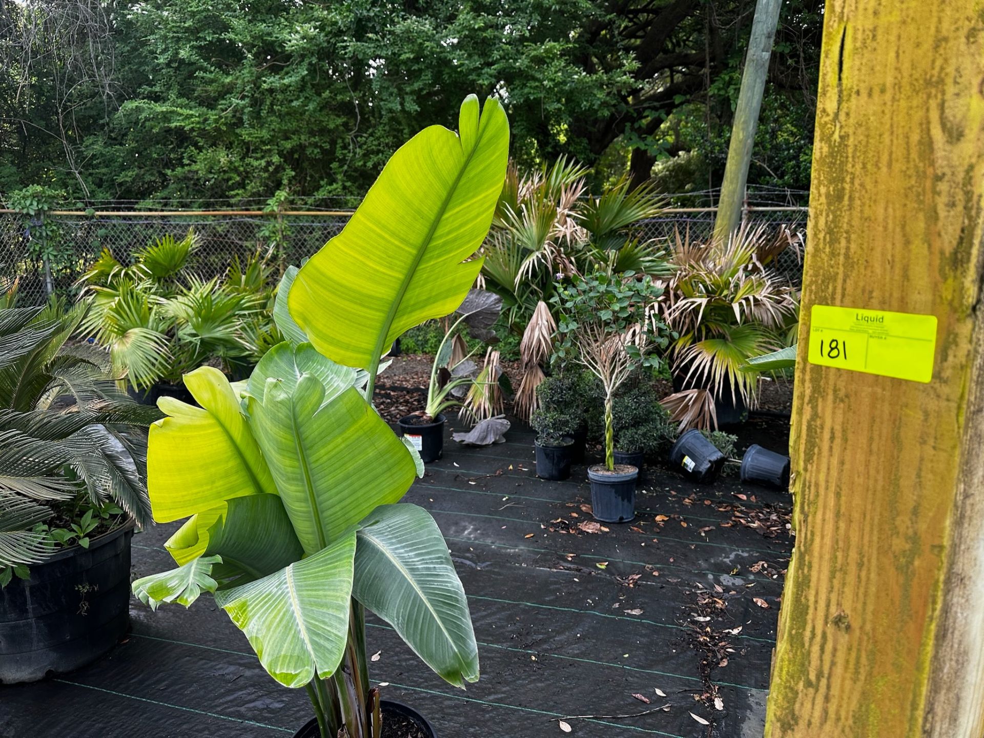 Assorted Landscaping Plants