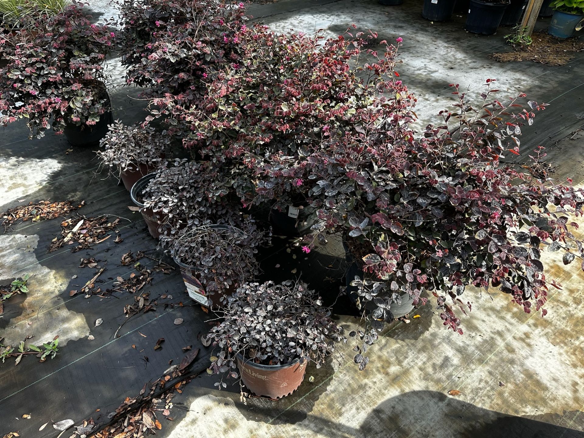 Assorted Landscaping Plants - Image 3 of 7