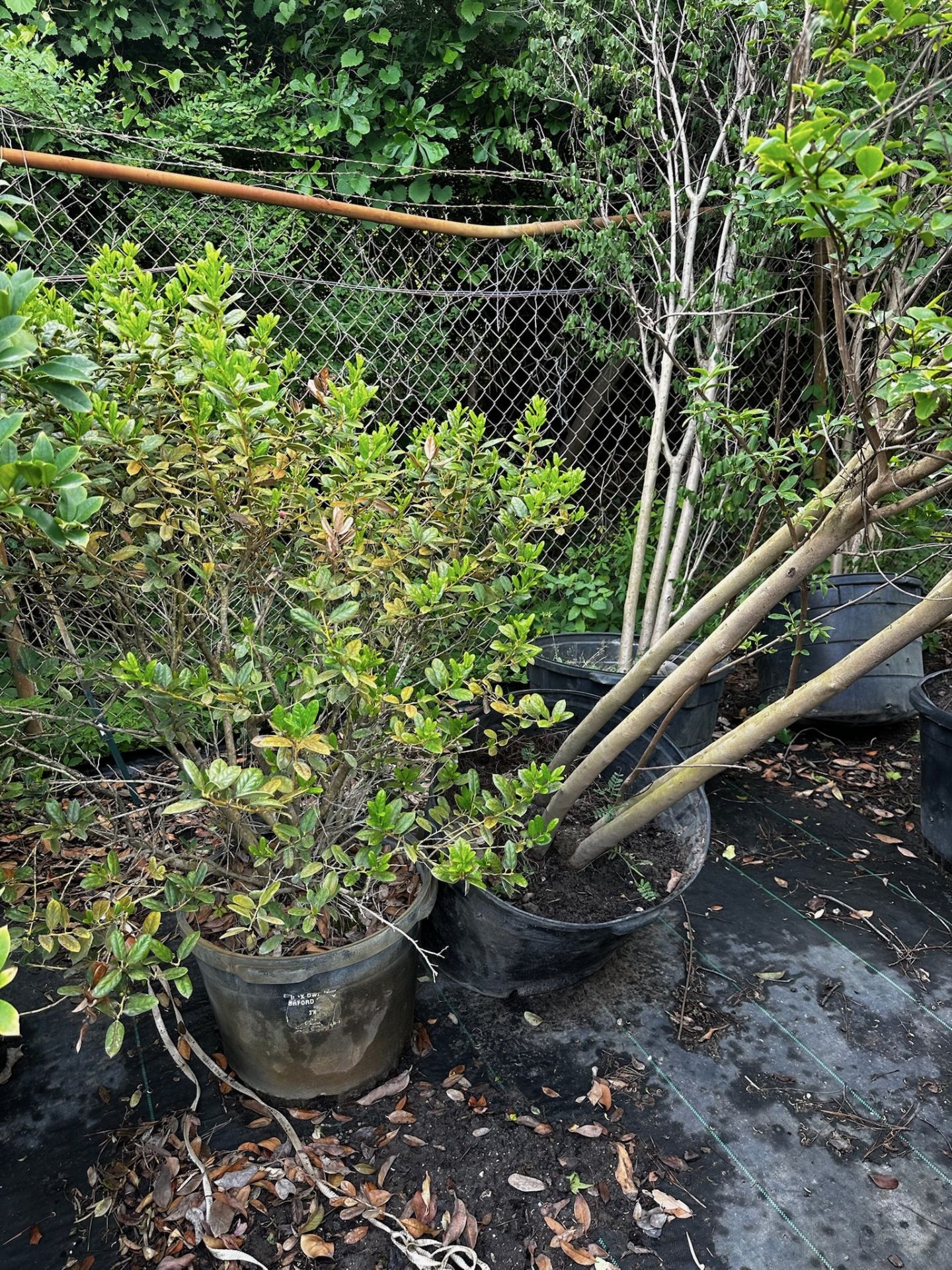 Large Decorative Bushes - Image 4 of 6
