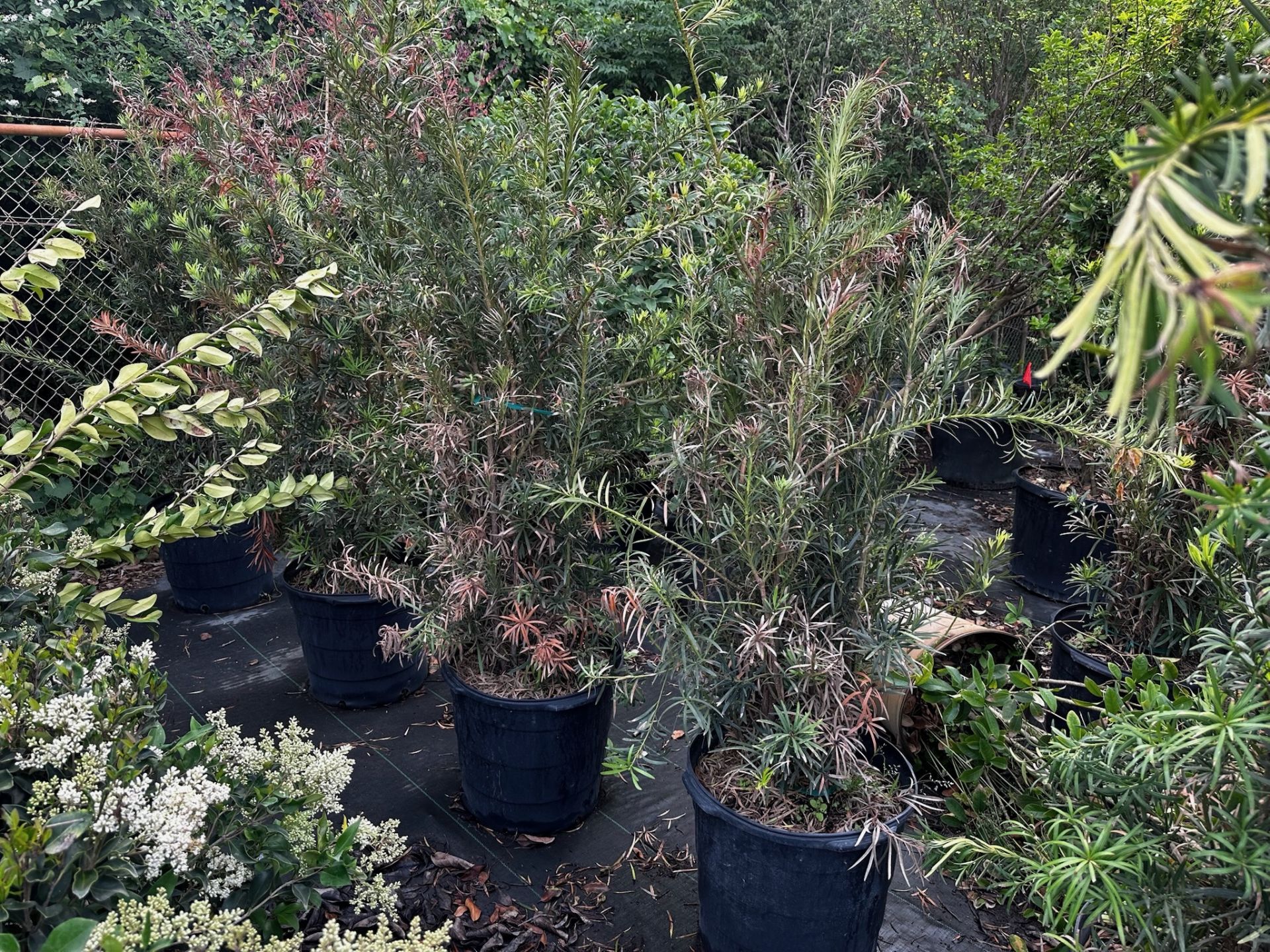 Decorative Bushes - Image 5 of 9