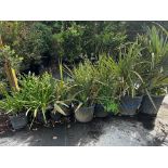 Large Decorative Bushes