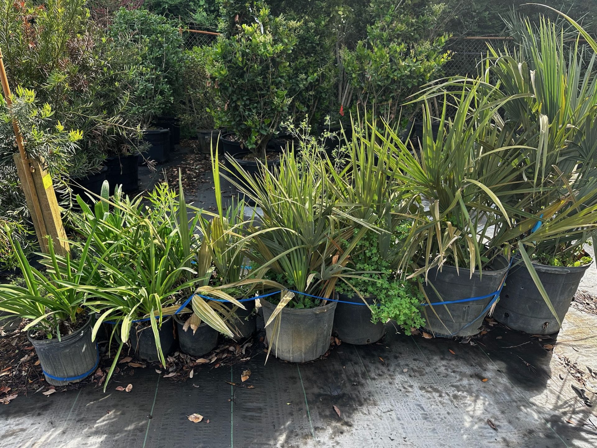 Large Decorative Bushes