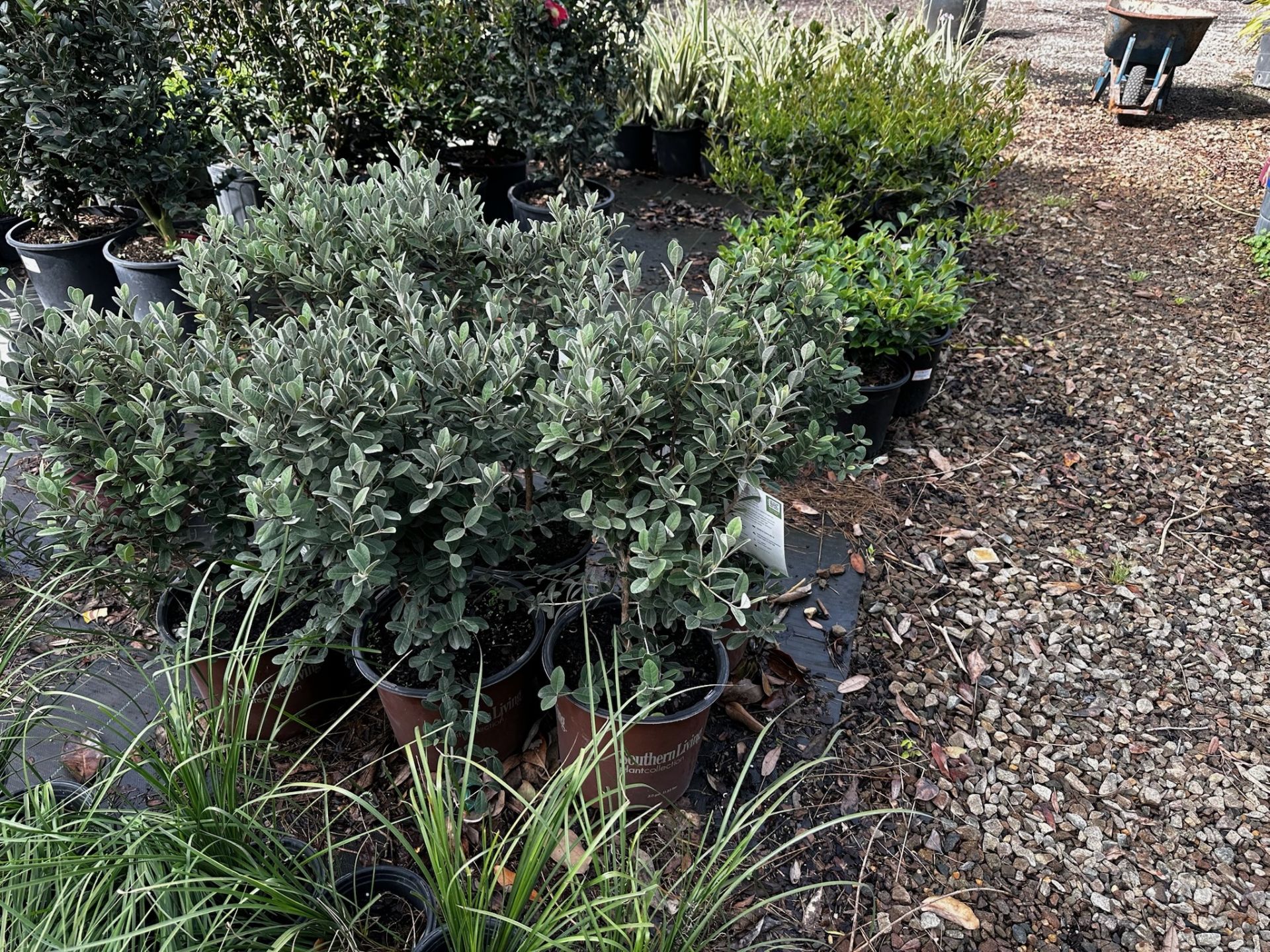 Assorted Landscaping Plants - Image 7 of 9