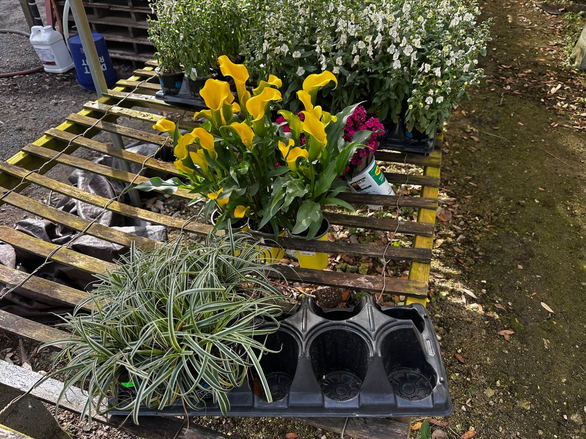 Assorted Plants - Image 2 of 11