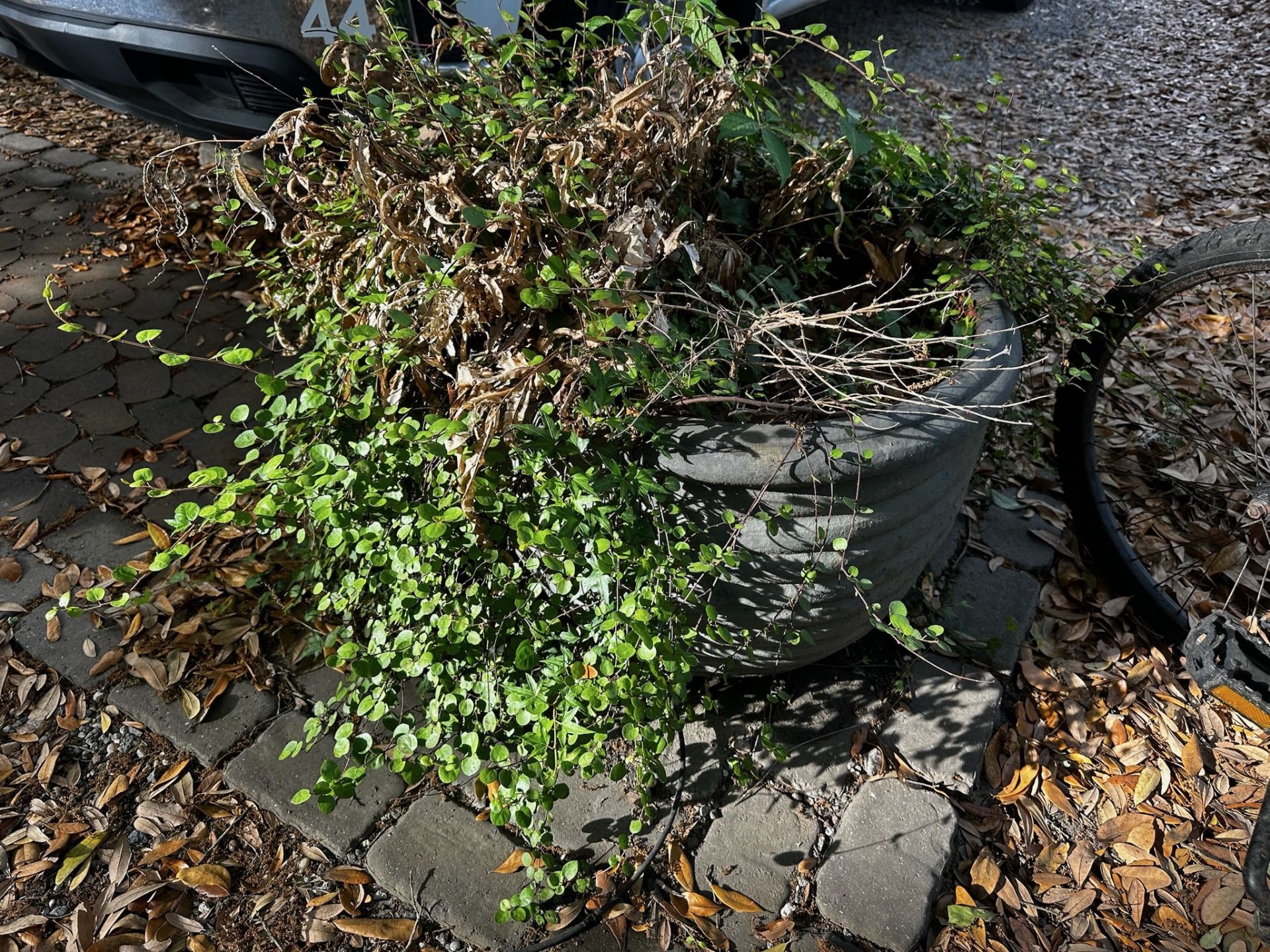 Concrete Planter with Plants - Image 3 of 3
