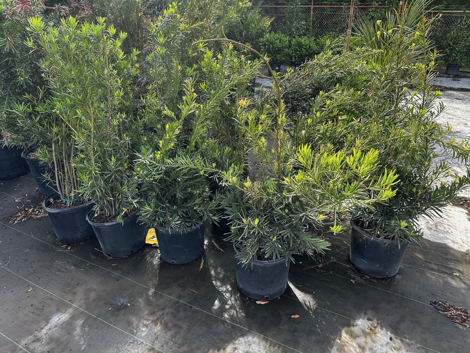 Decorative Bushes - Image 3 of 9