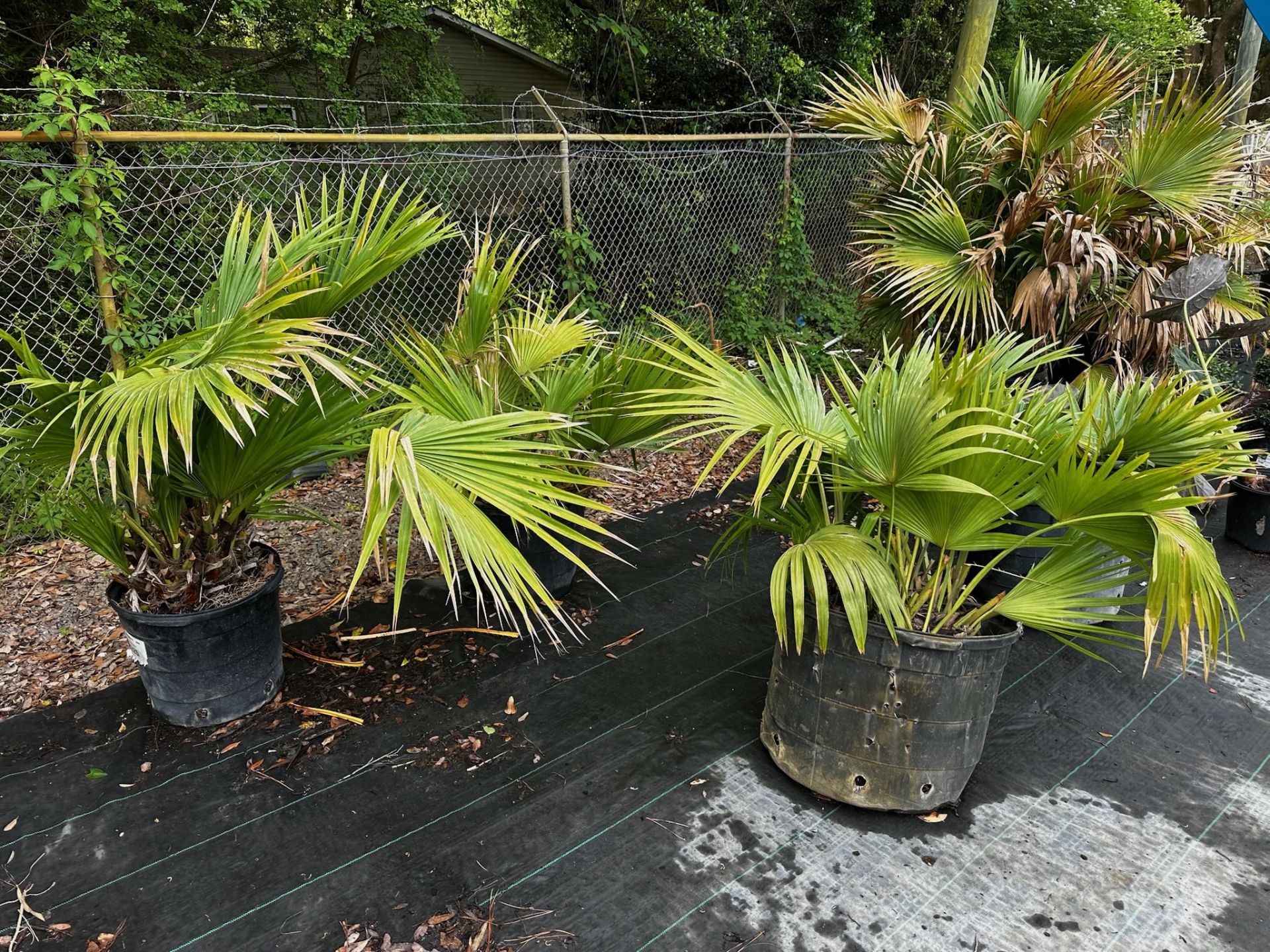 Assorted Landscaping Plants - Image 5 of 7