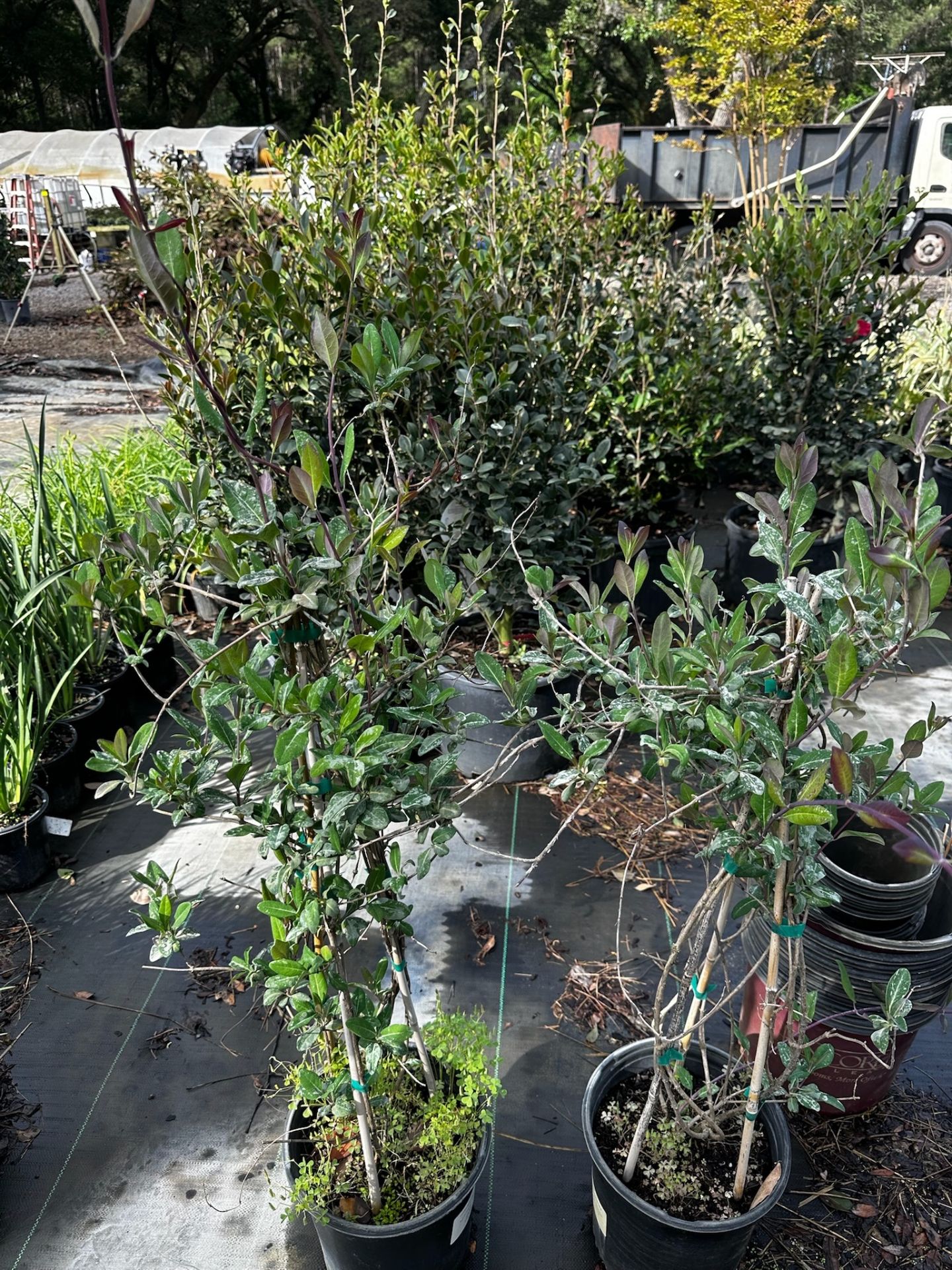 Assorted Landscaping Plants - Image 6 of 7
