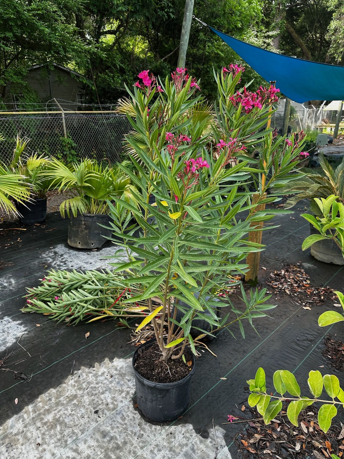 Assorted Landscaping Plants - Image 4 of 7