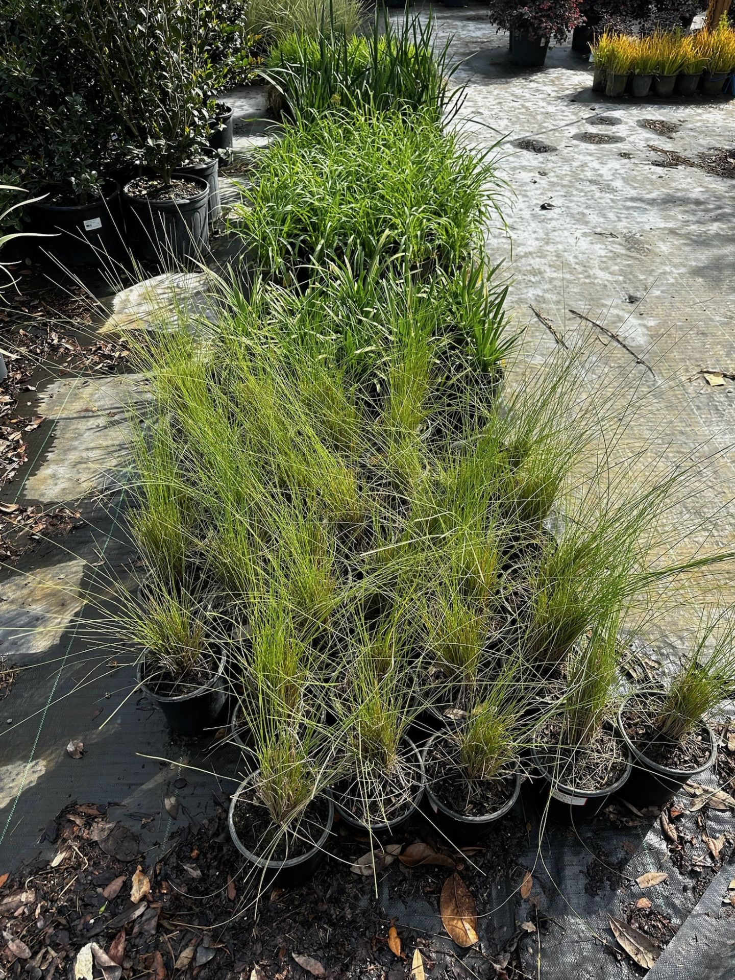Assorted Landscaping Plants - Image 7 of 7