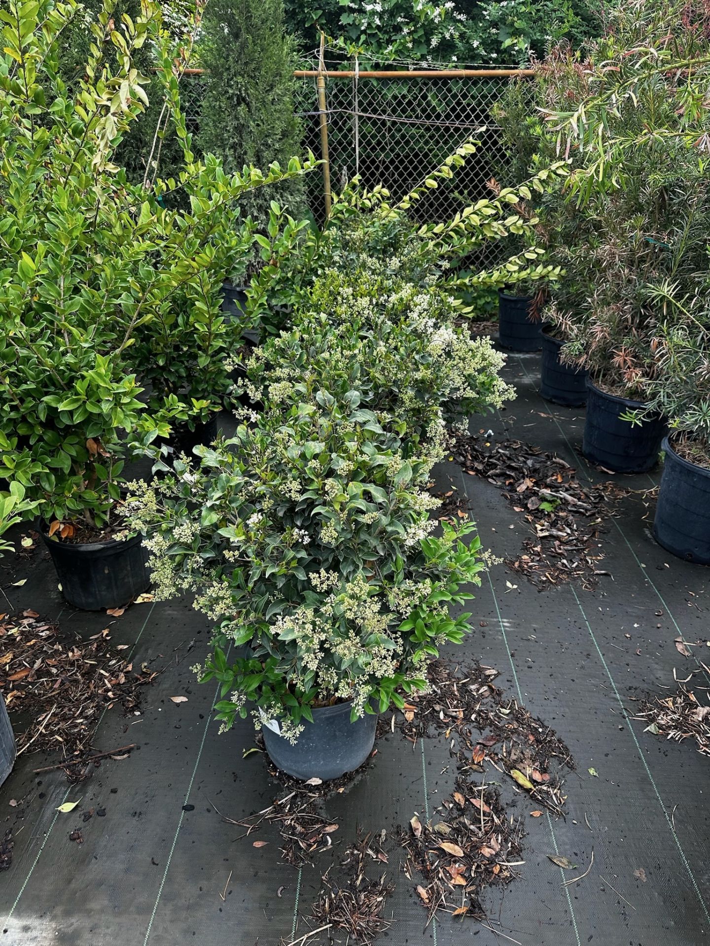 Decorative Bushes - Image 4 of 9