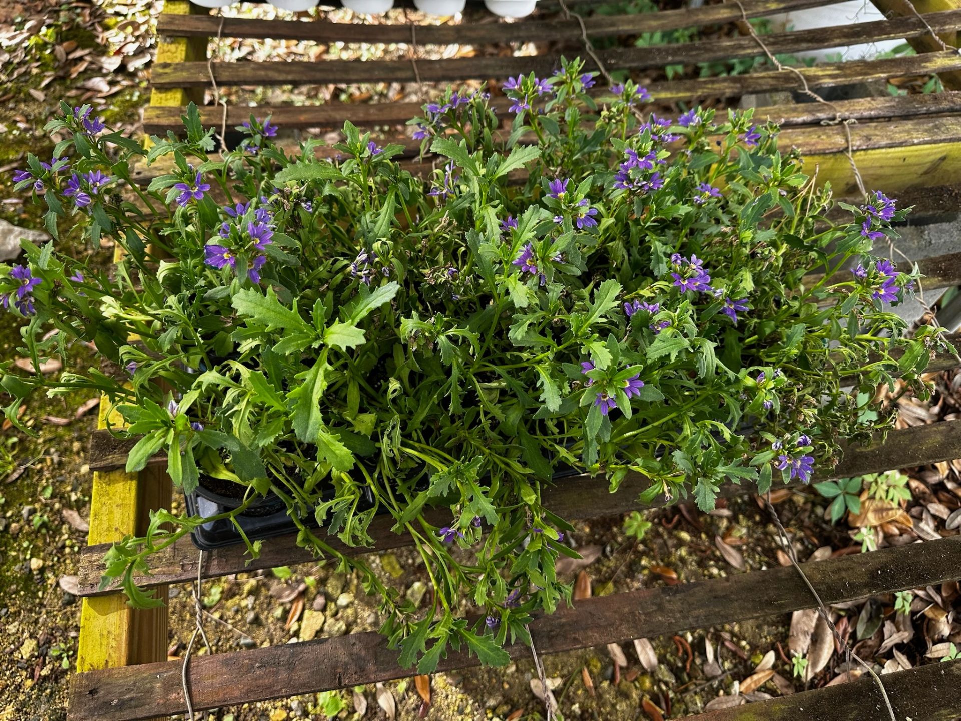 Assorted Plants - Image 12 of 14