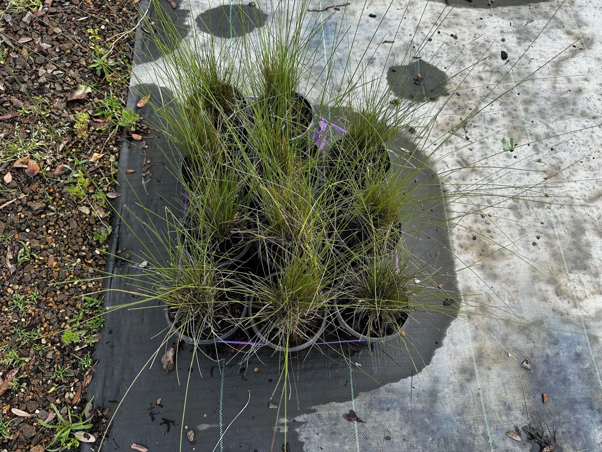 Assorted Landscaping Plants - Image 8 of 9