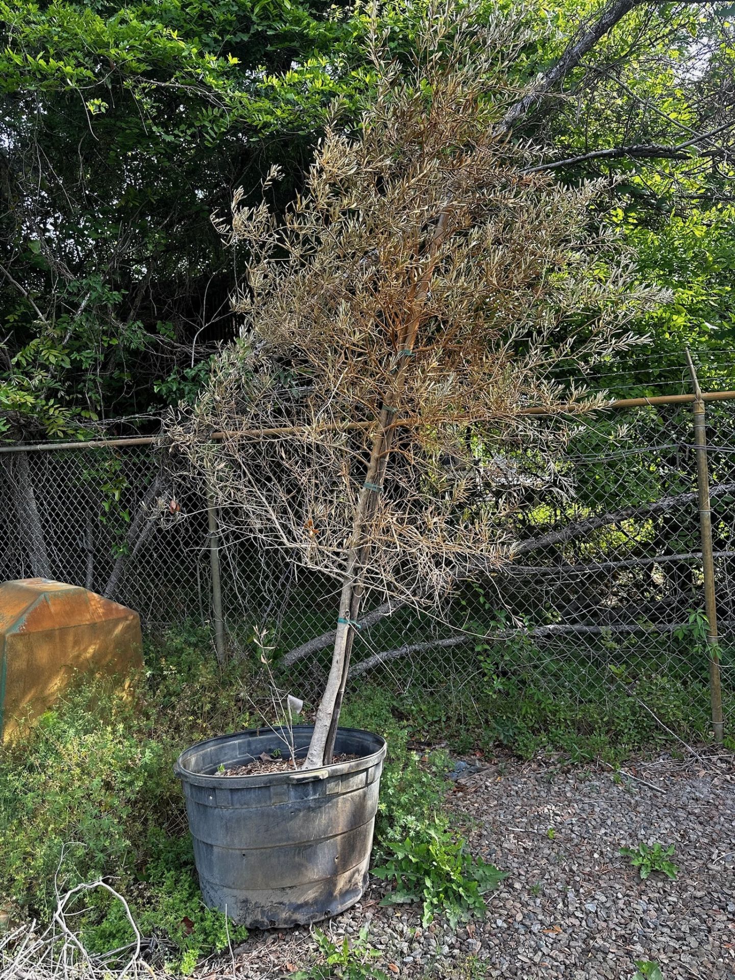 Decorative Bushes - Image 4 of 11