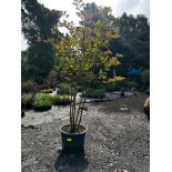Crape Myrtle Tree