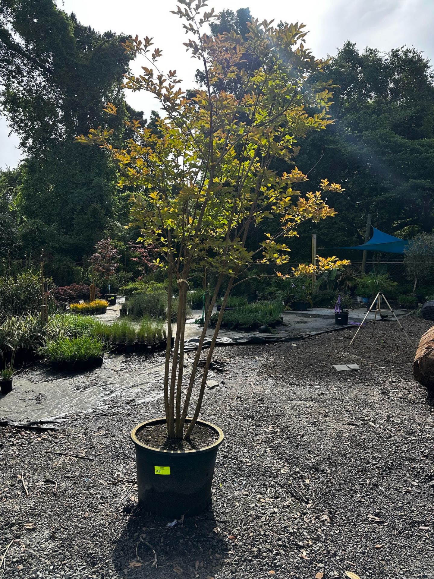 Crape Myrtle Tree
