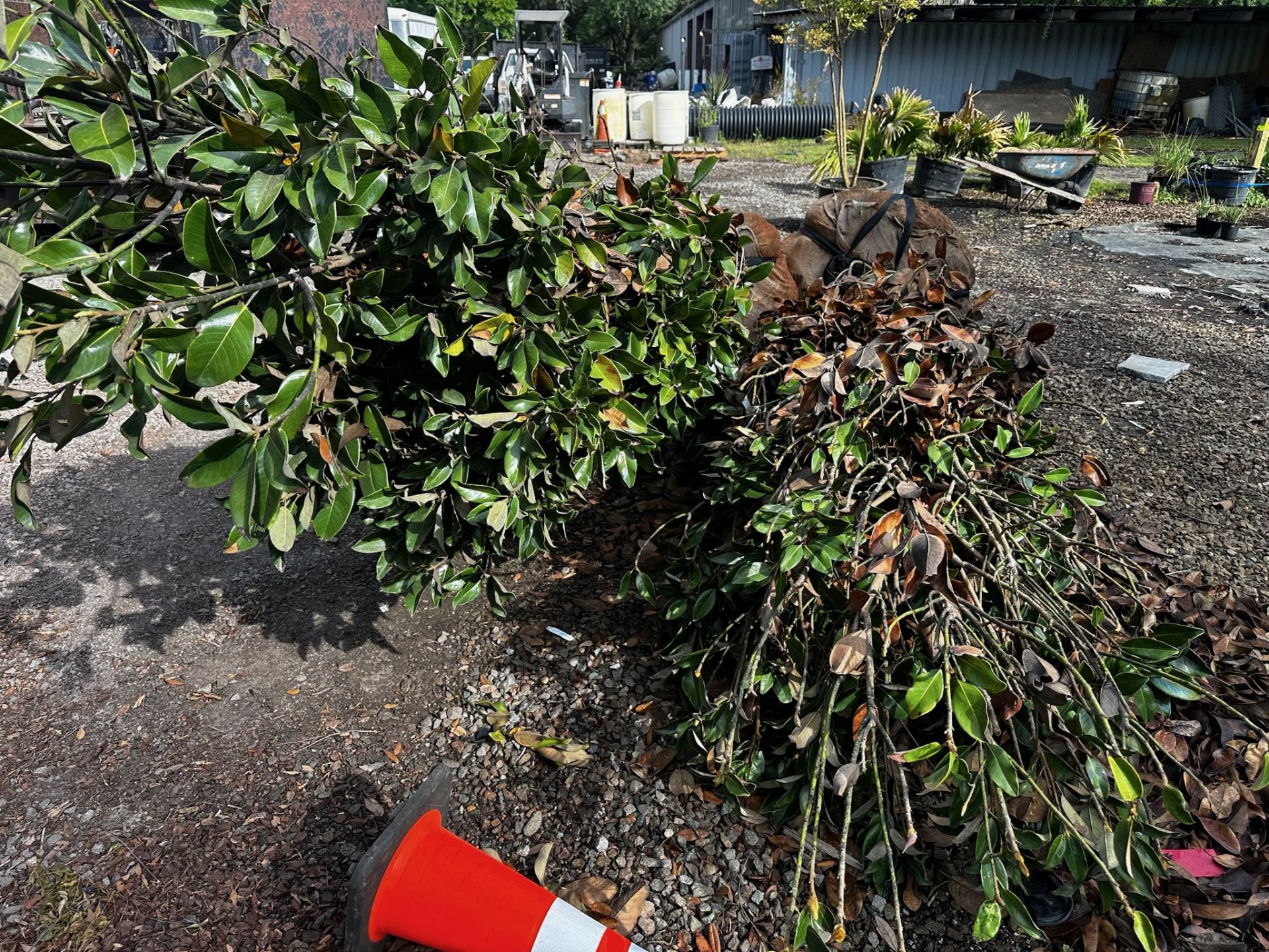 2 Magnolia Trees - Image 3 of 4