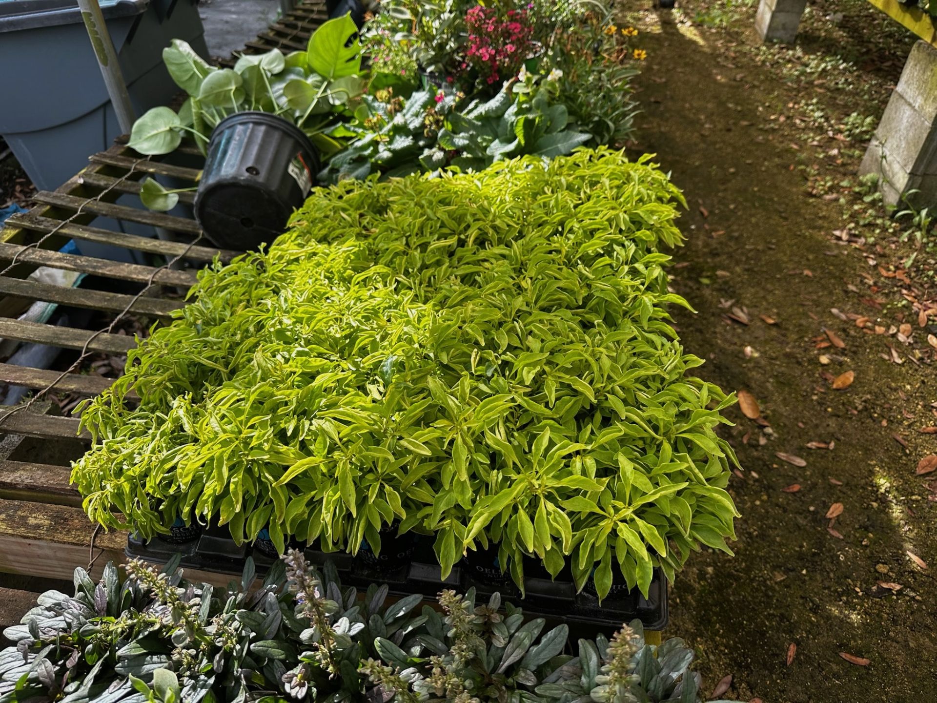 Assorted Plants - Image 6 of 11