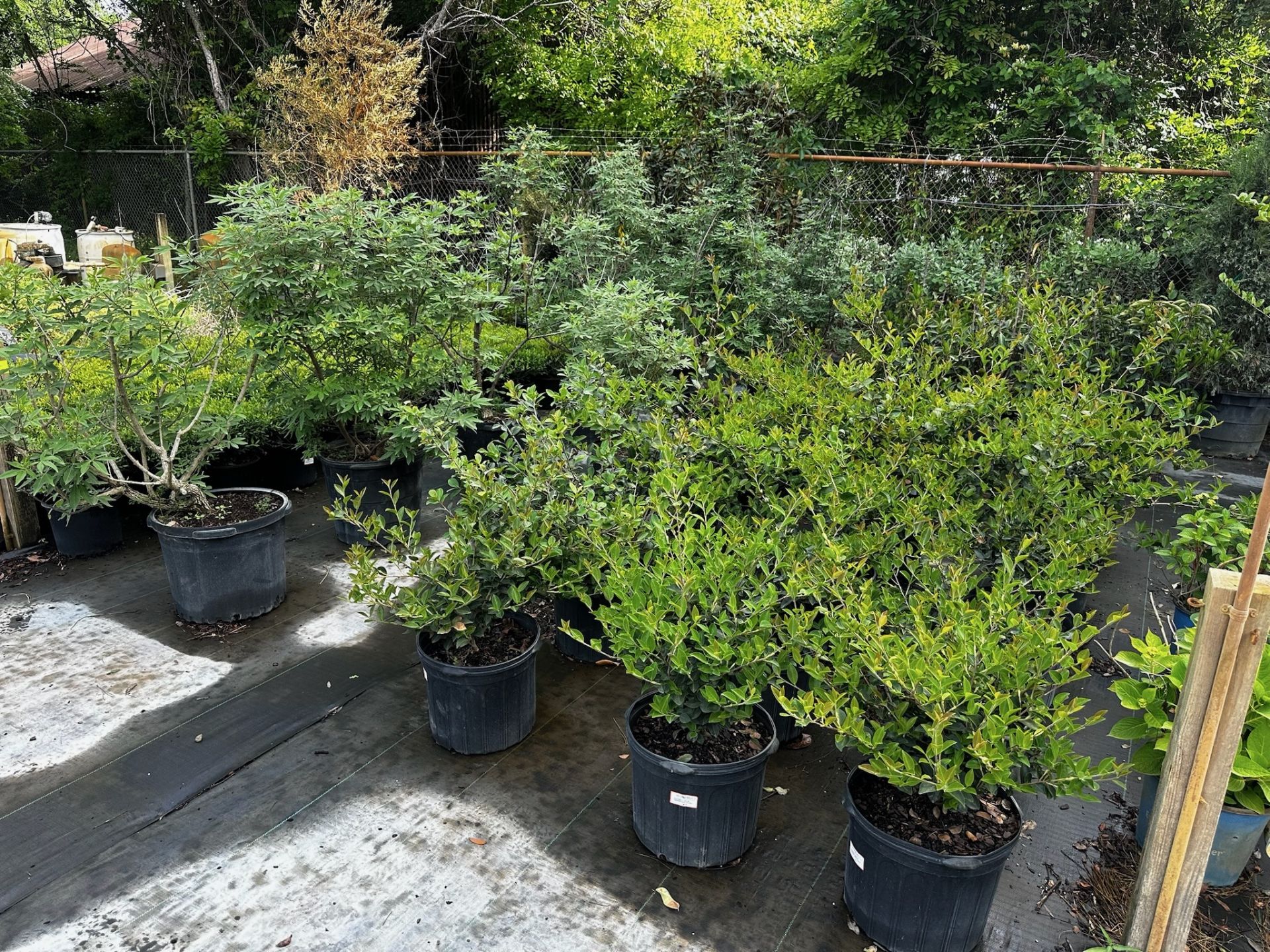 Decorative Bushes - Image 2 of 11