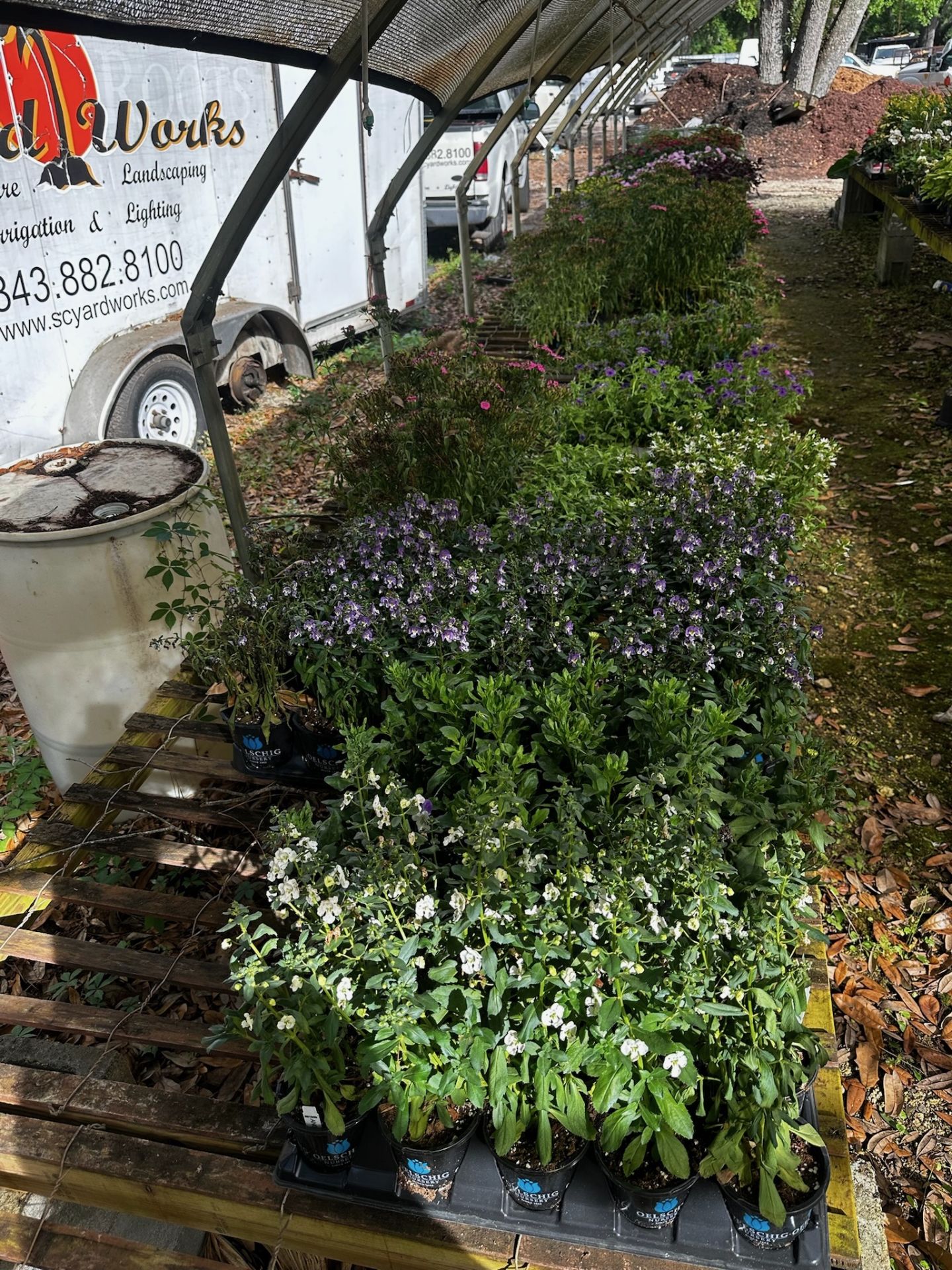 Assorted Plants - Image 14 of 14
