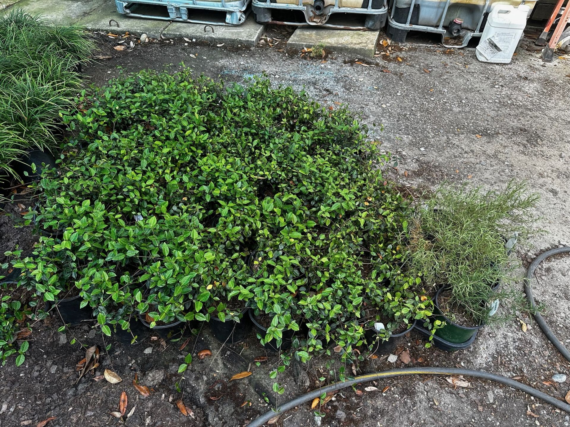 Assorted Landscaping Plants - Image 3 of 7