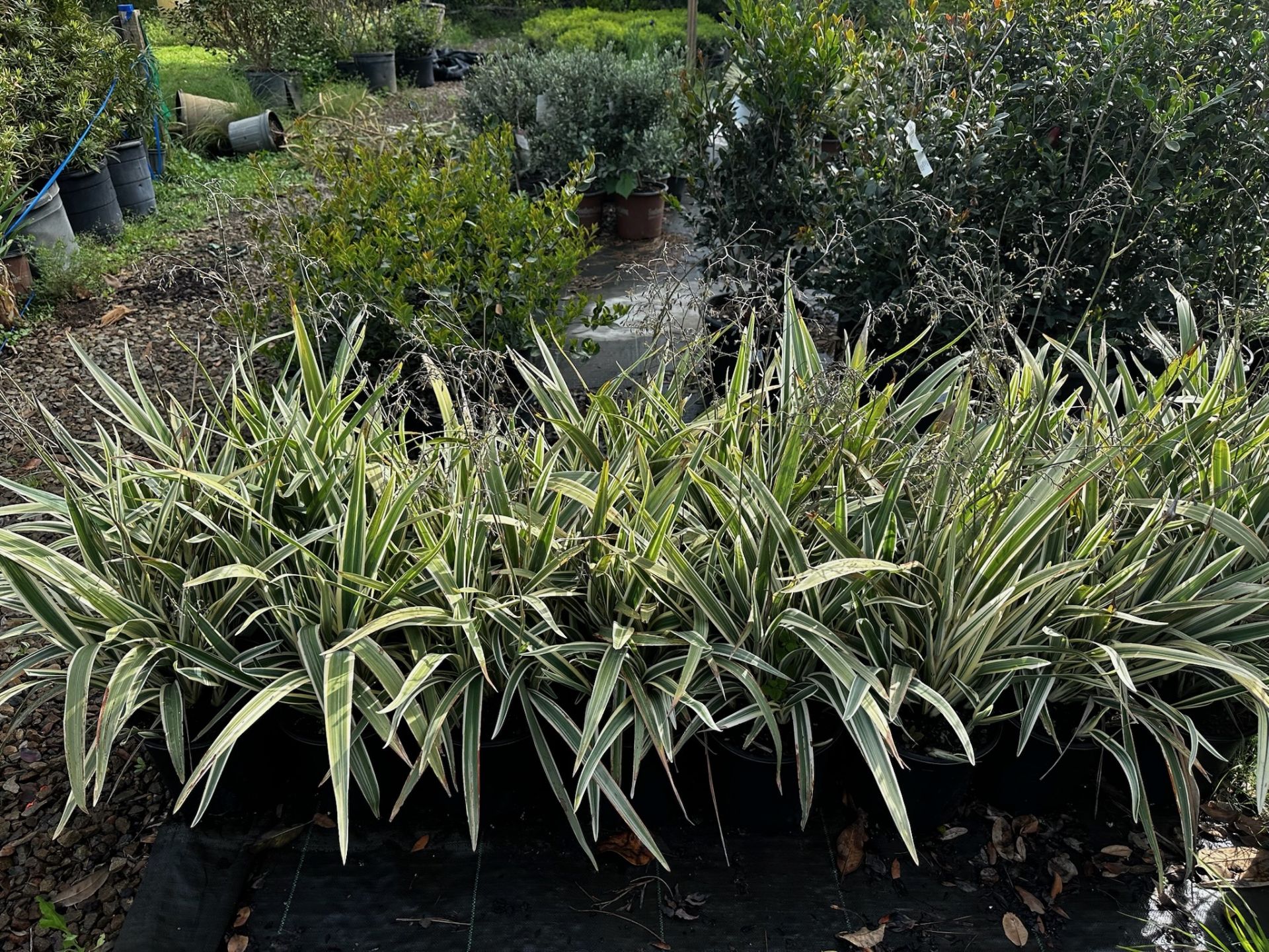 Assorted Landscaping Plants - Image 3 of 9