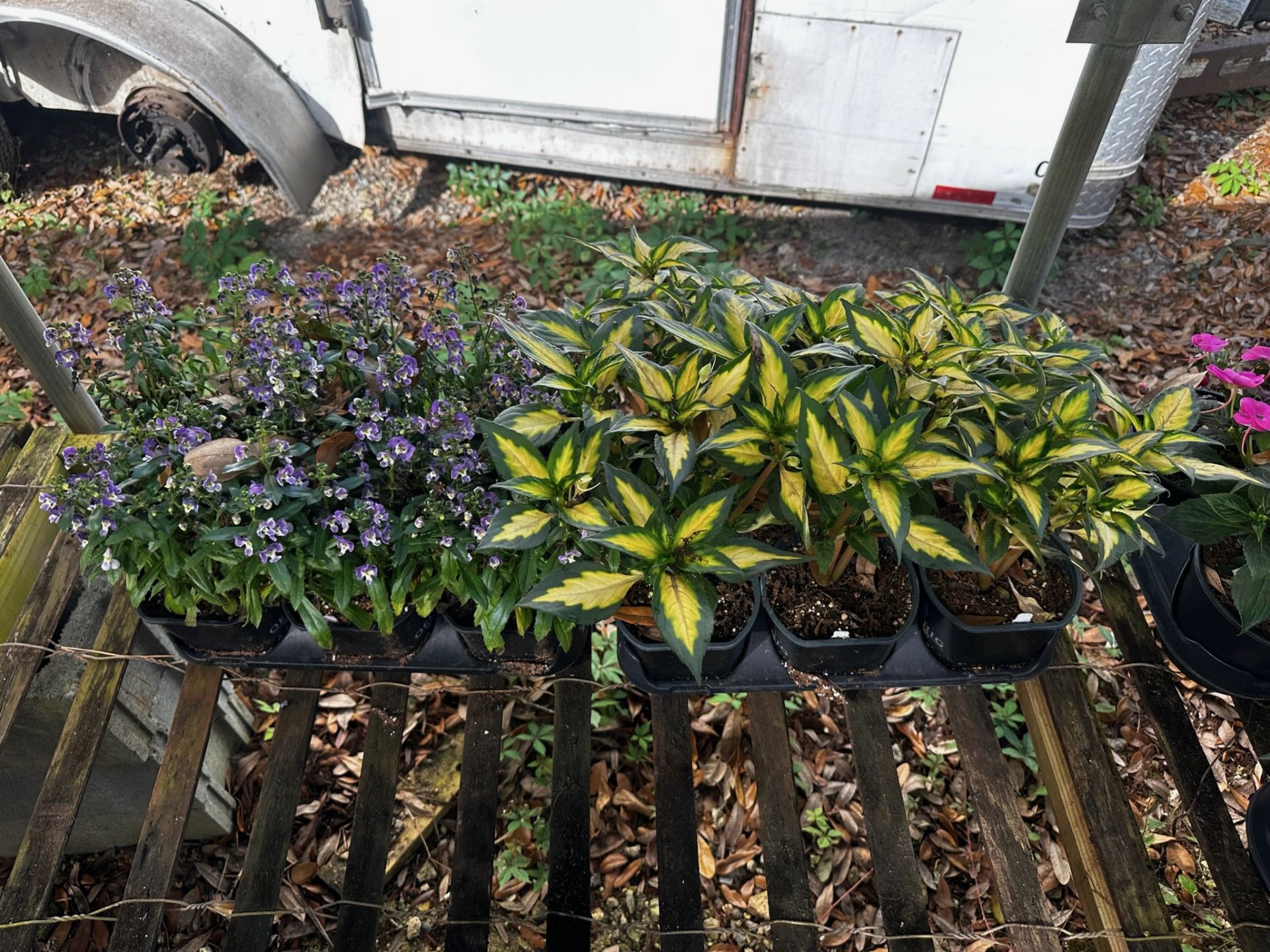 Assorted Plants - Image 9 of 14