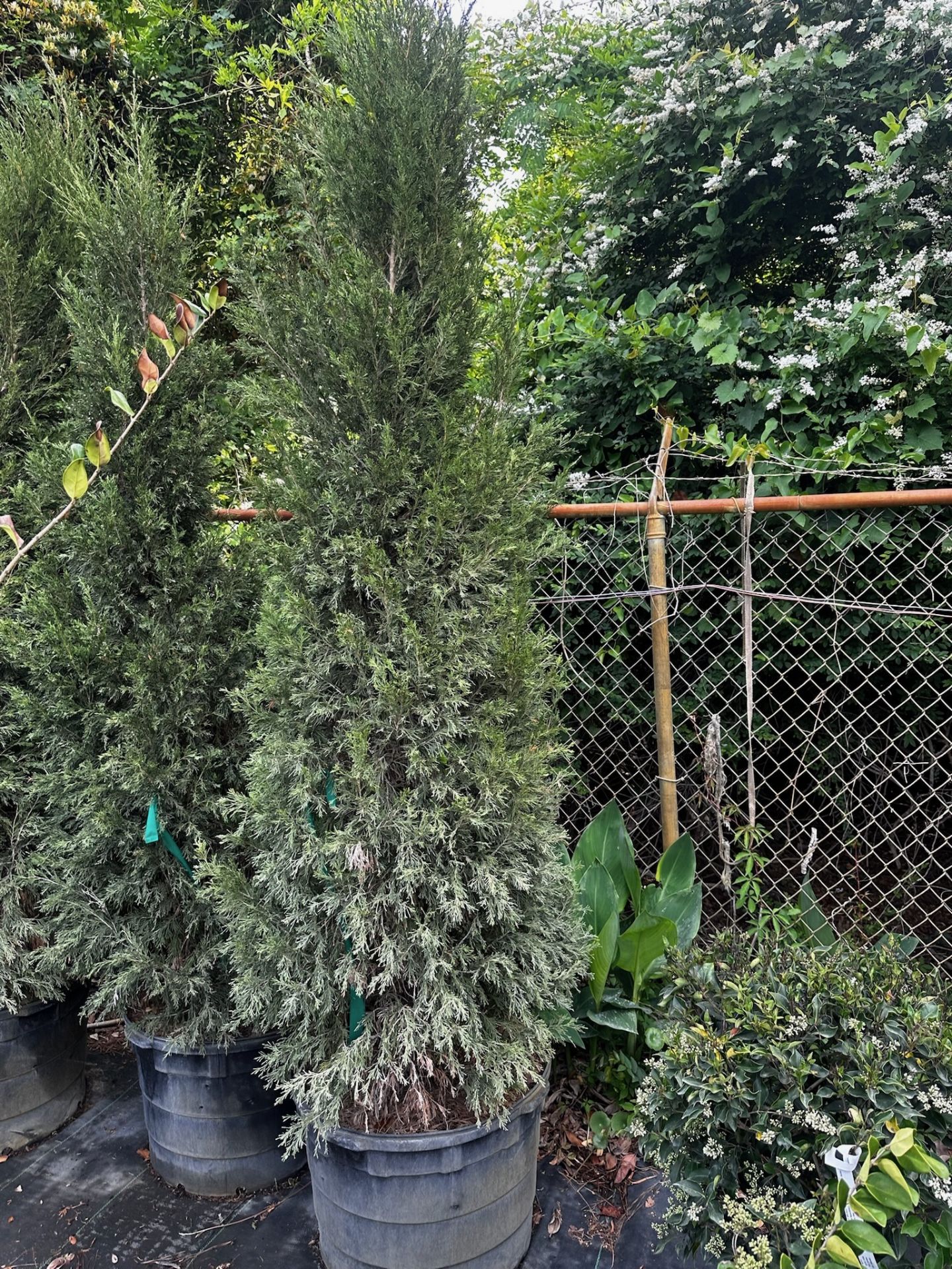 Decorative Bushes - Image 6 of 9