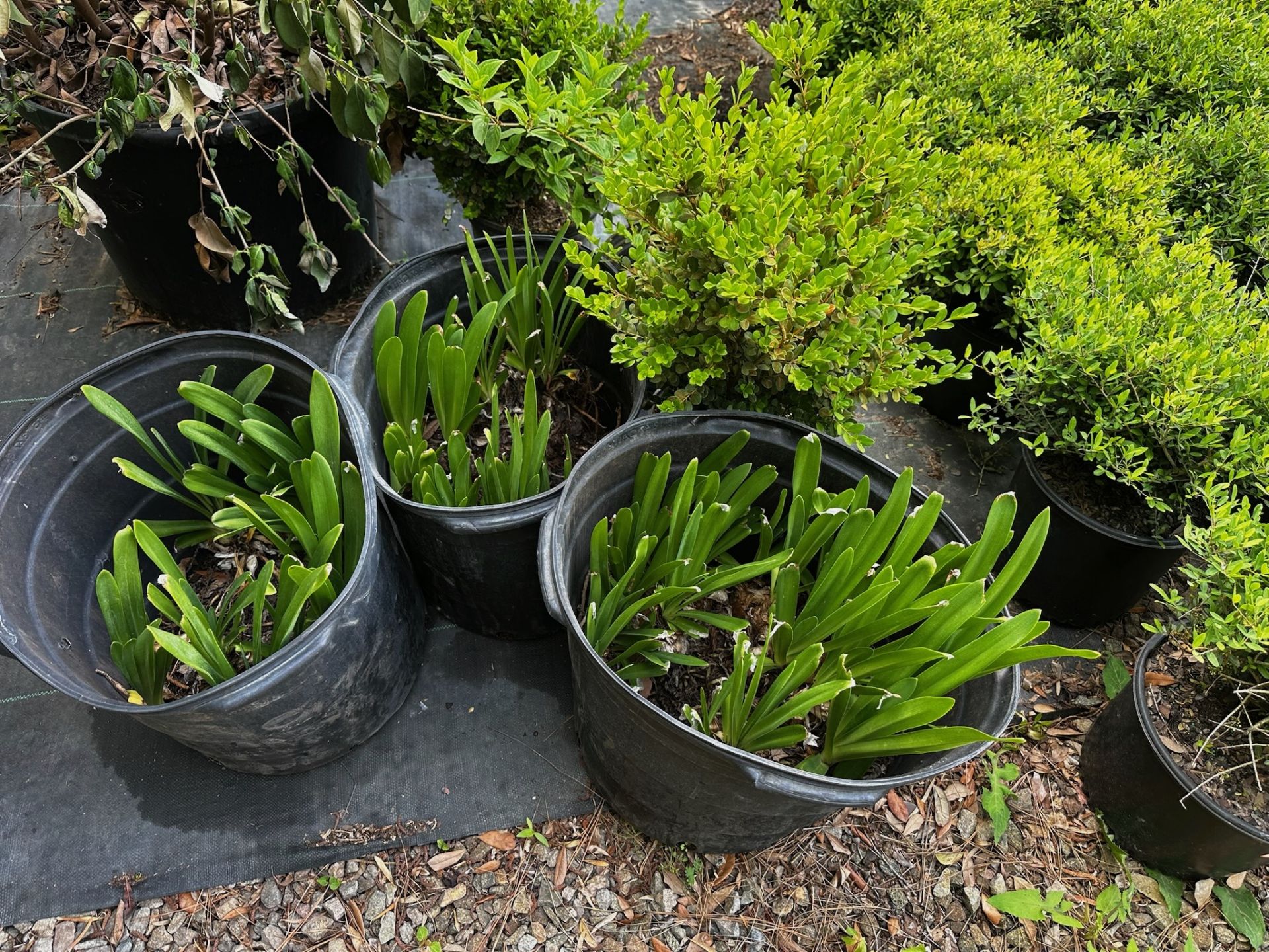 Decorative Bushes - Image 6 of 11