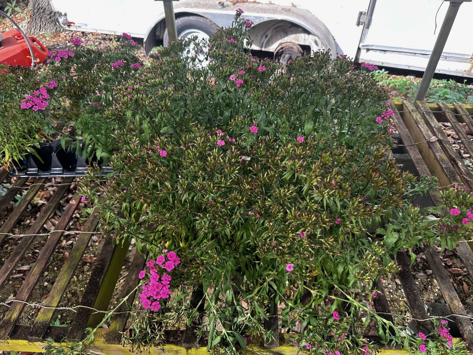 Assorted Plants - Image 11 of 14