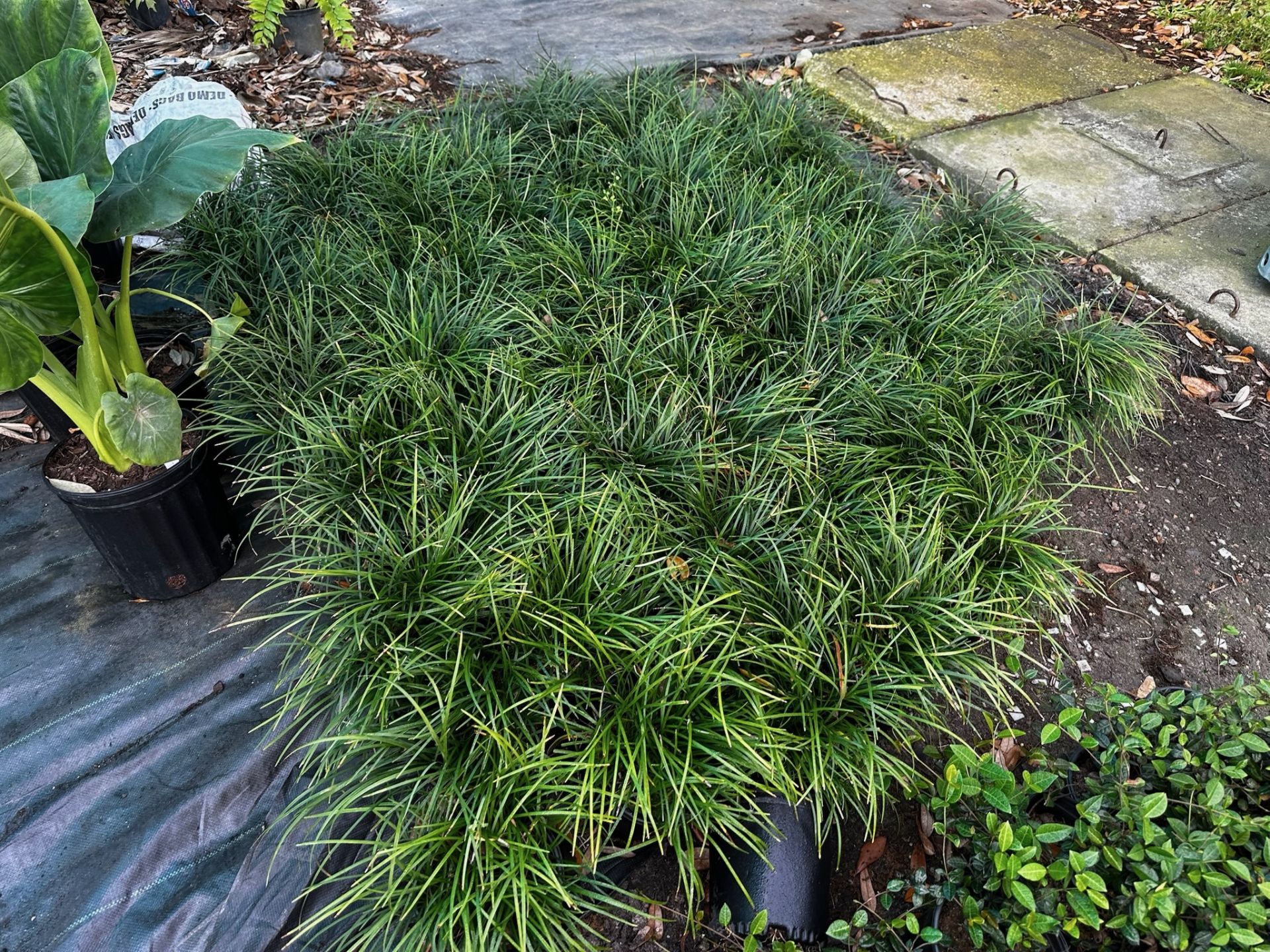 Assorted Landscaping Plants - Image 4 of 7