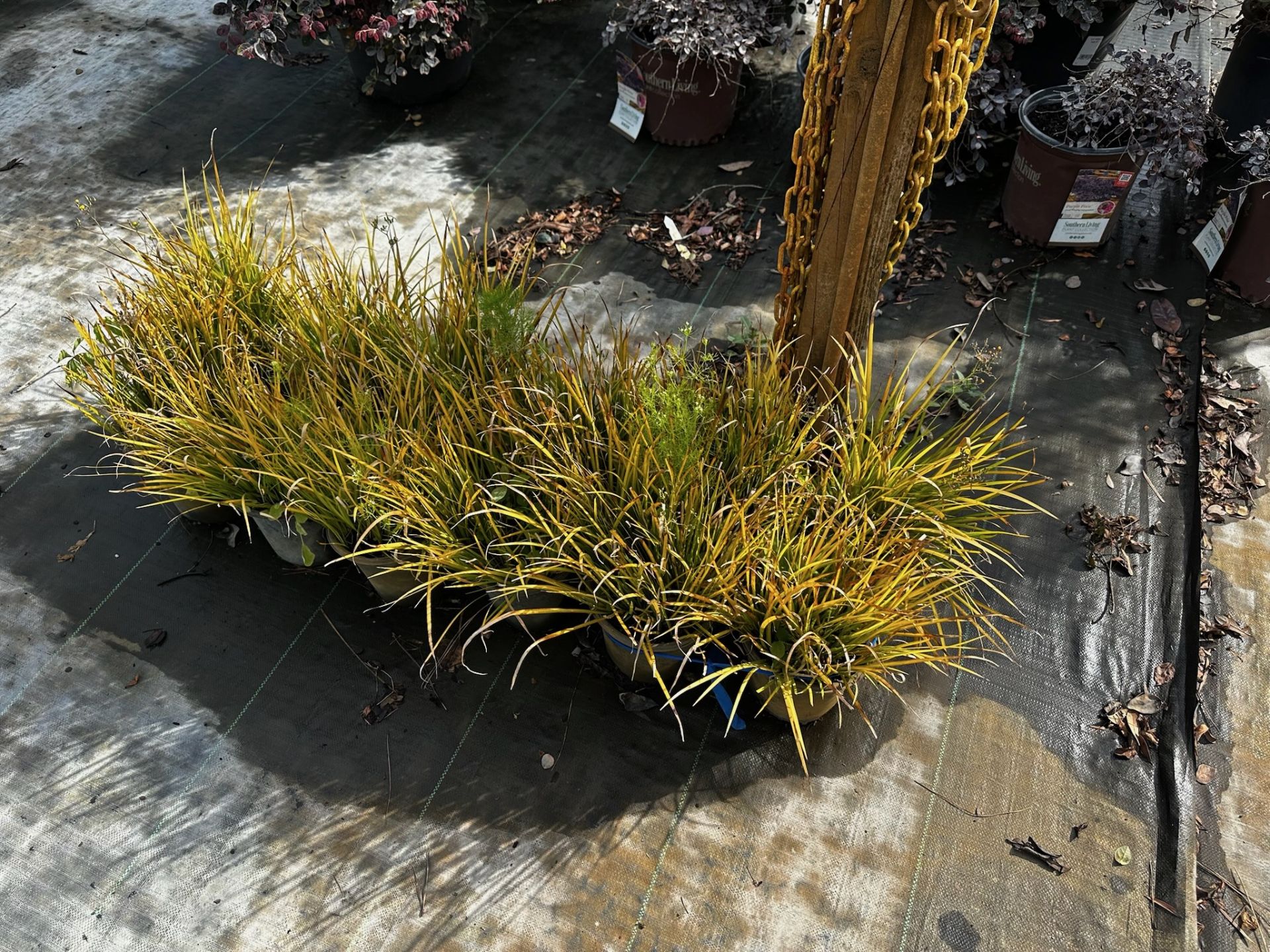 Assorted Landscaping Plants - Image 2 of 7
