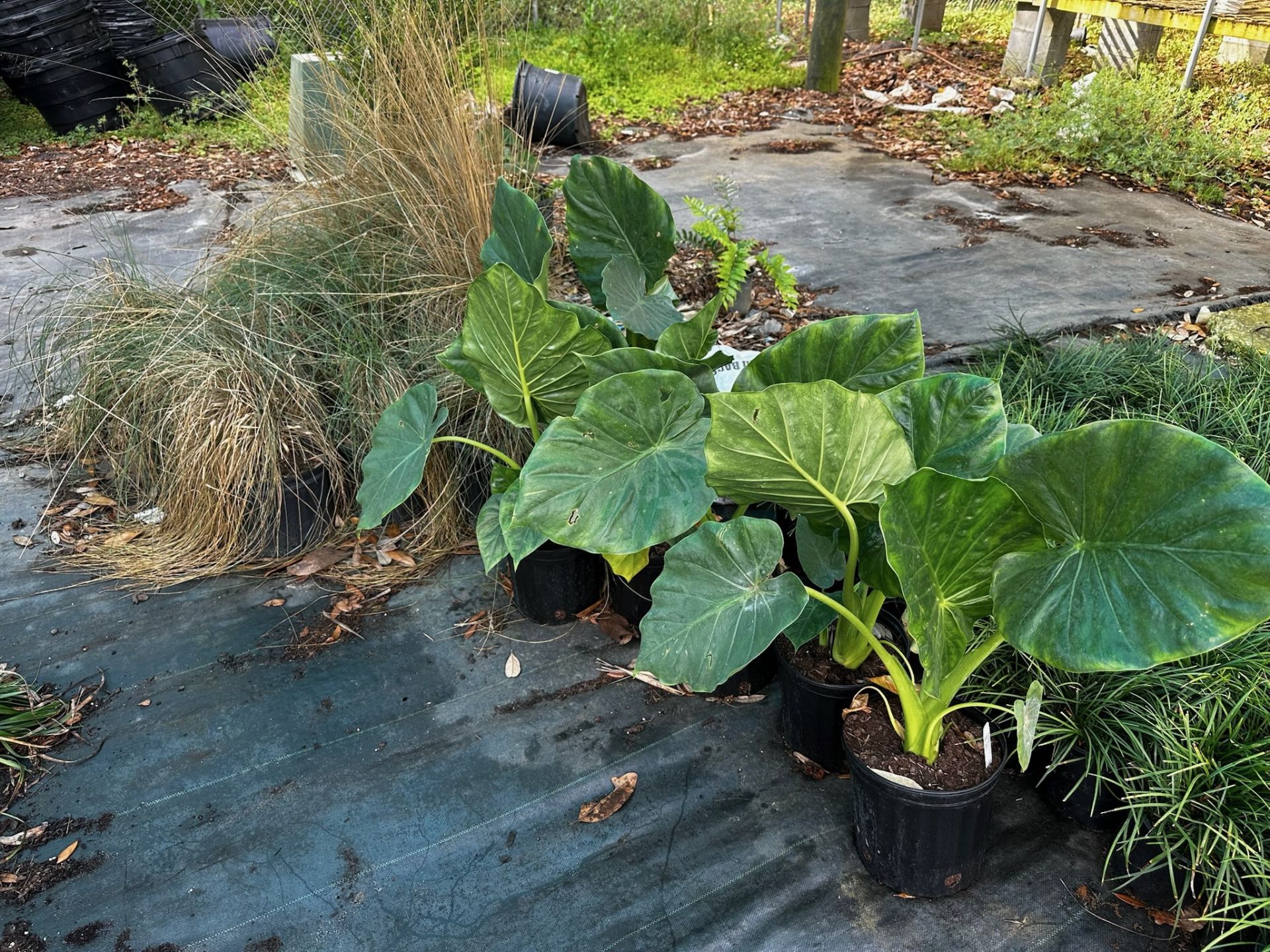 Assorted Landscaping Plants - Image 5 of 7