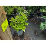 Decorative Bushes