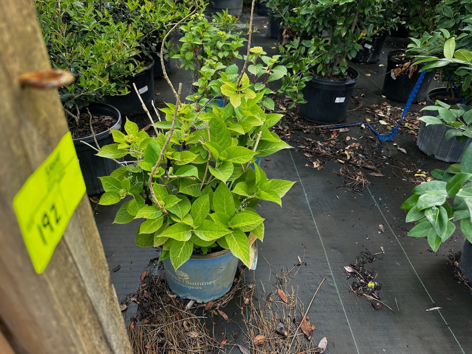 Decorative Bushes
