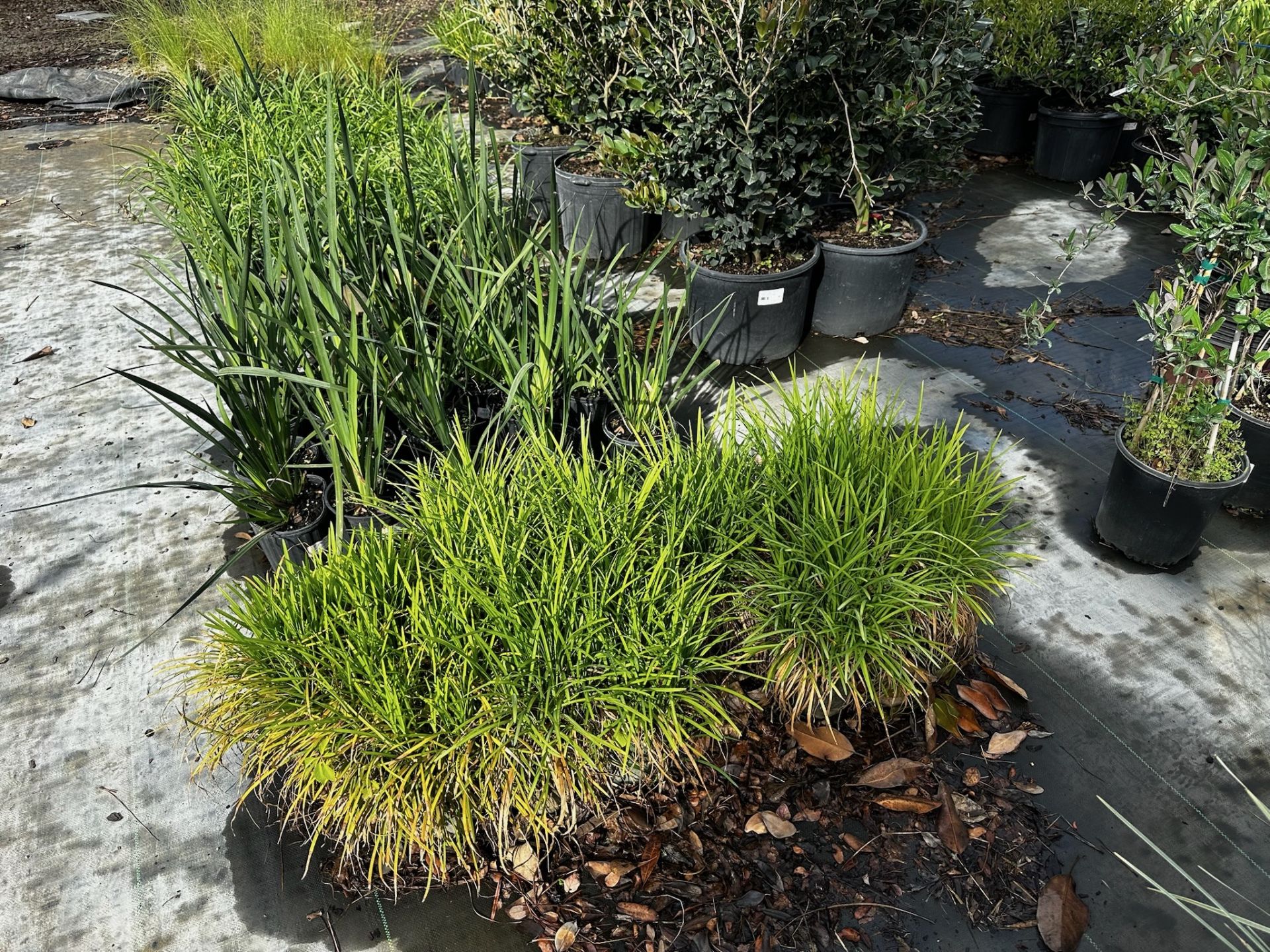 Assorted Landscaping Plants - Image 5 of 7