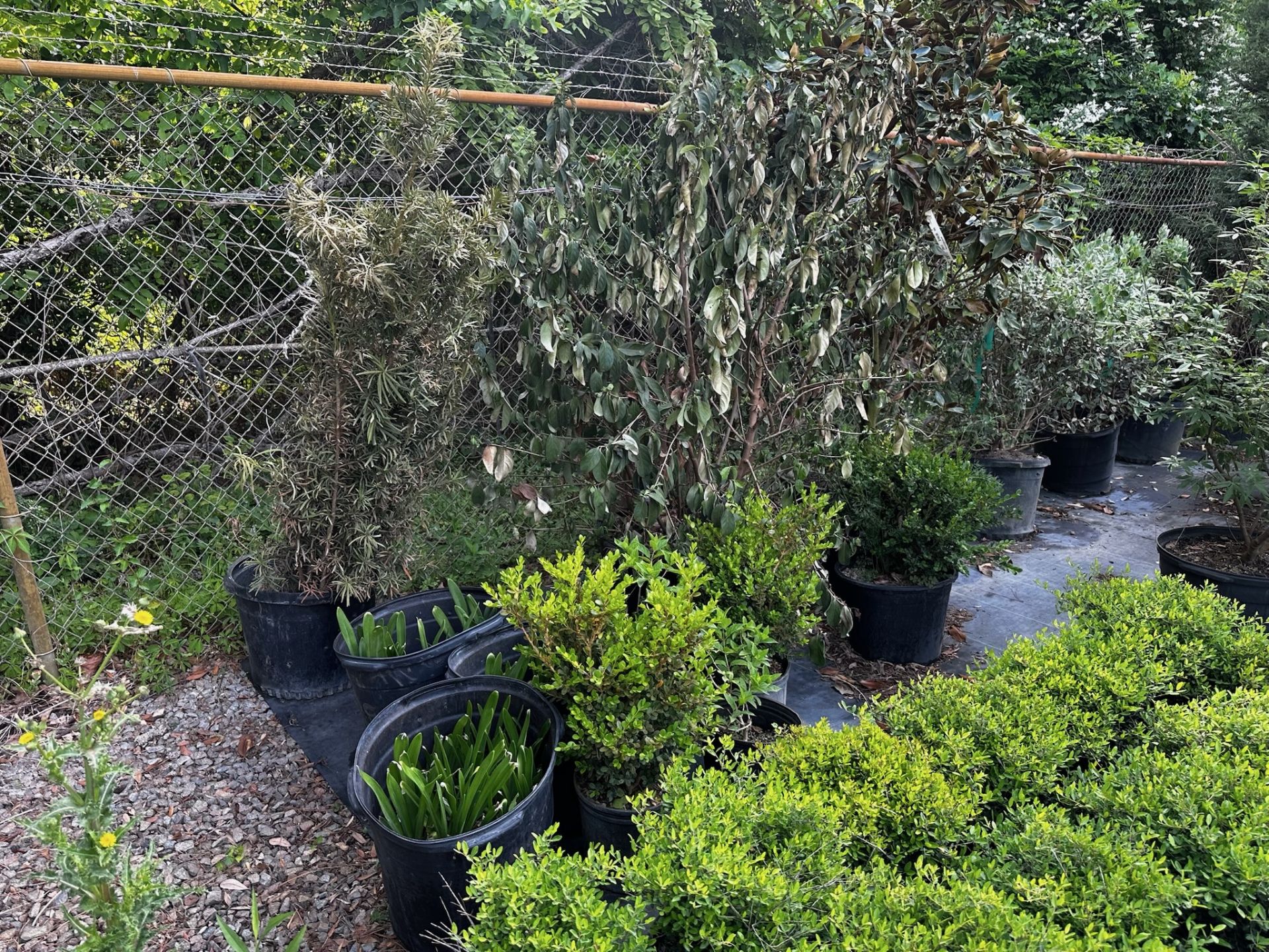 Decorative Bushes - Image 5 of 11