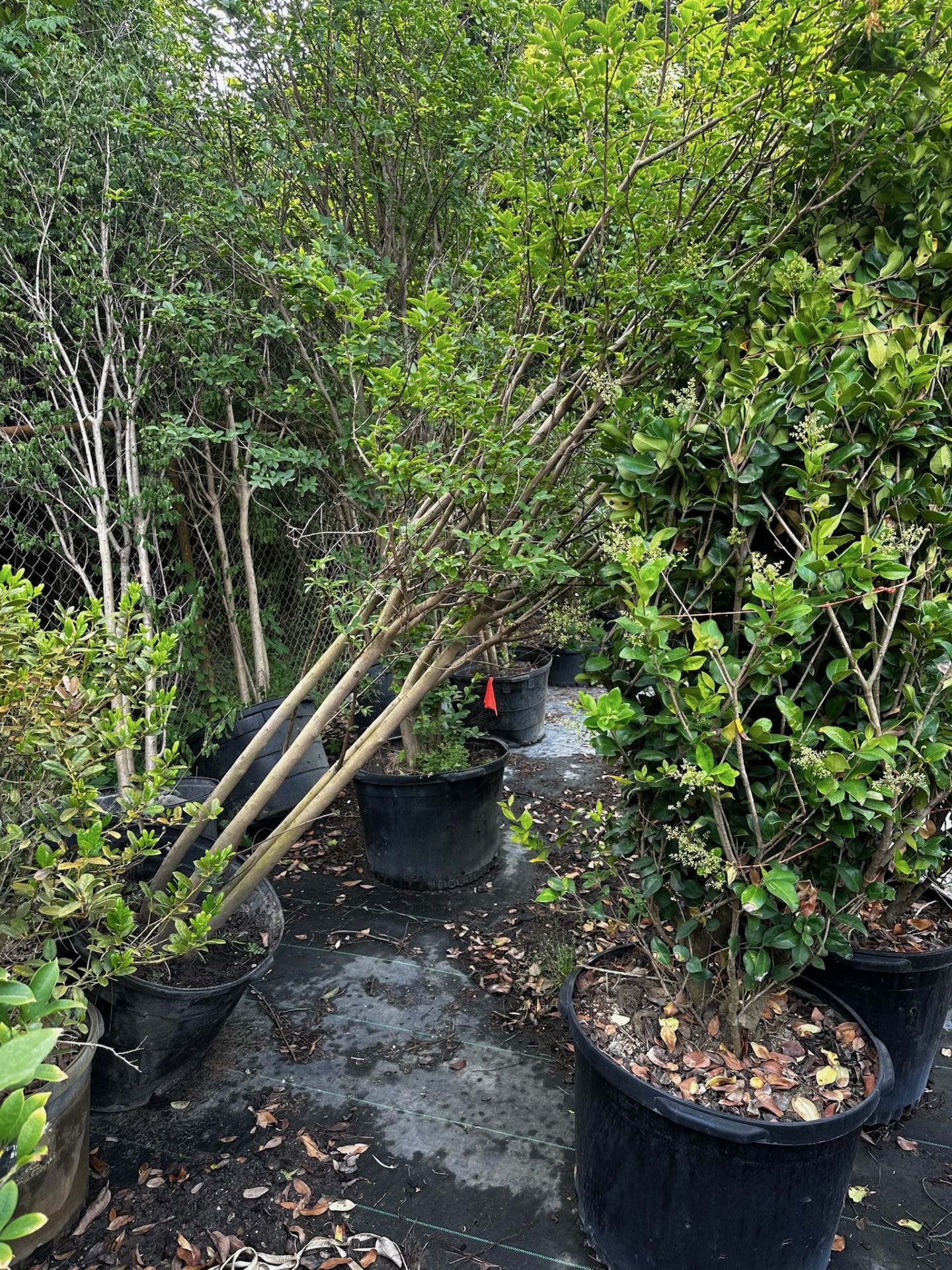 Large Decorative Bushes - Image 6 of 6
