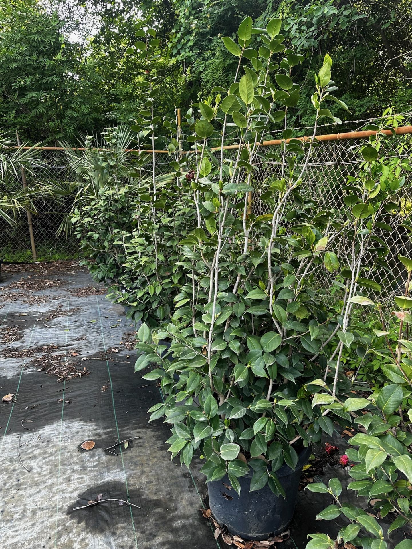 Trees and Large Bushes - Image 3 of 7