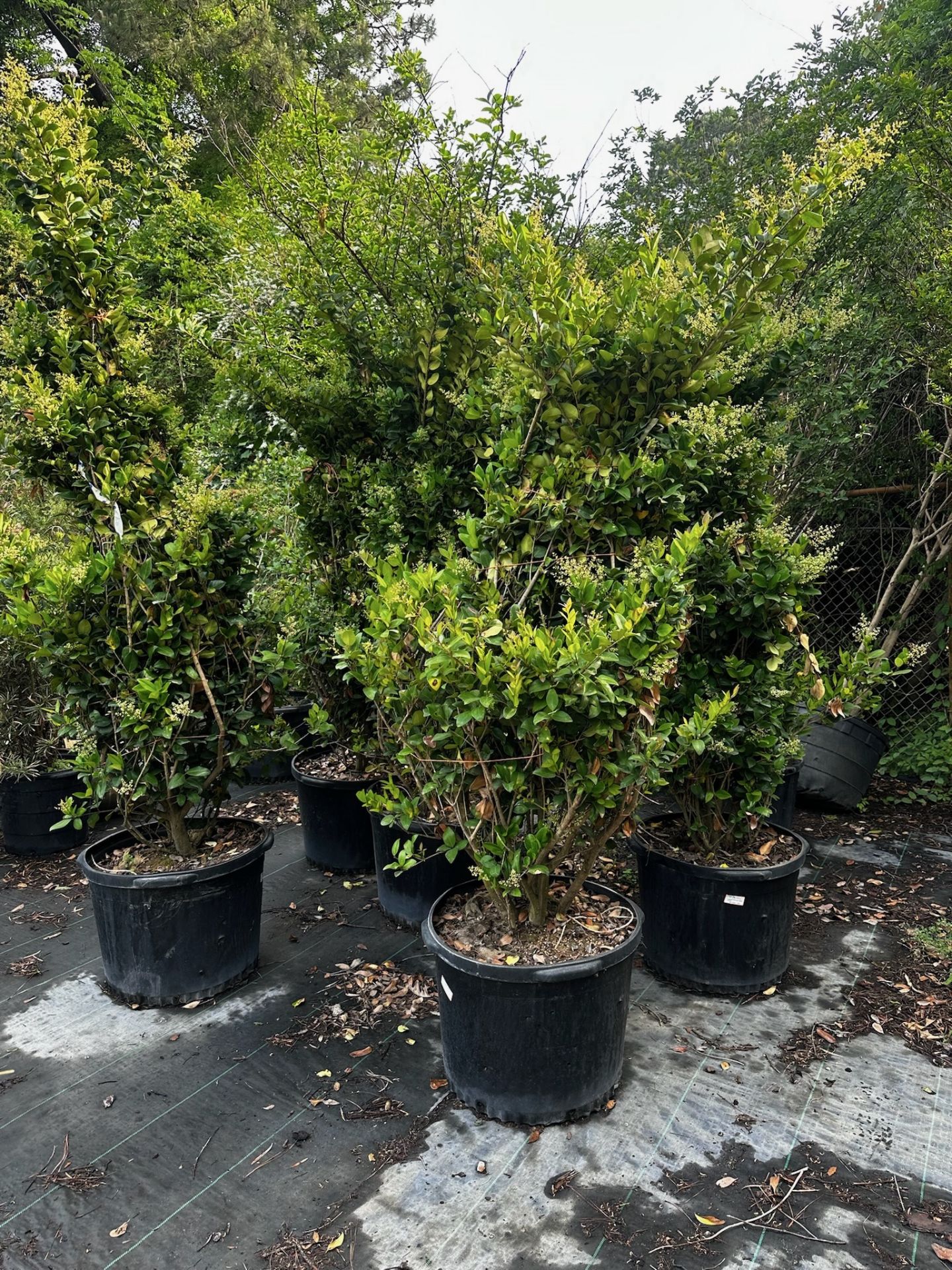 Large Decorative Bushes - Image 3 of 6
