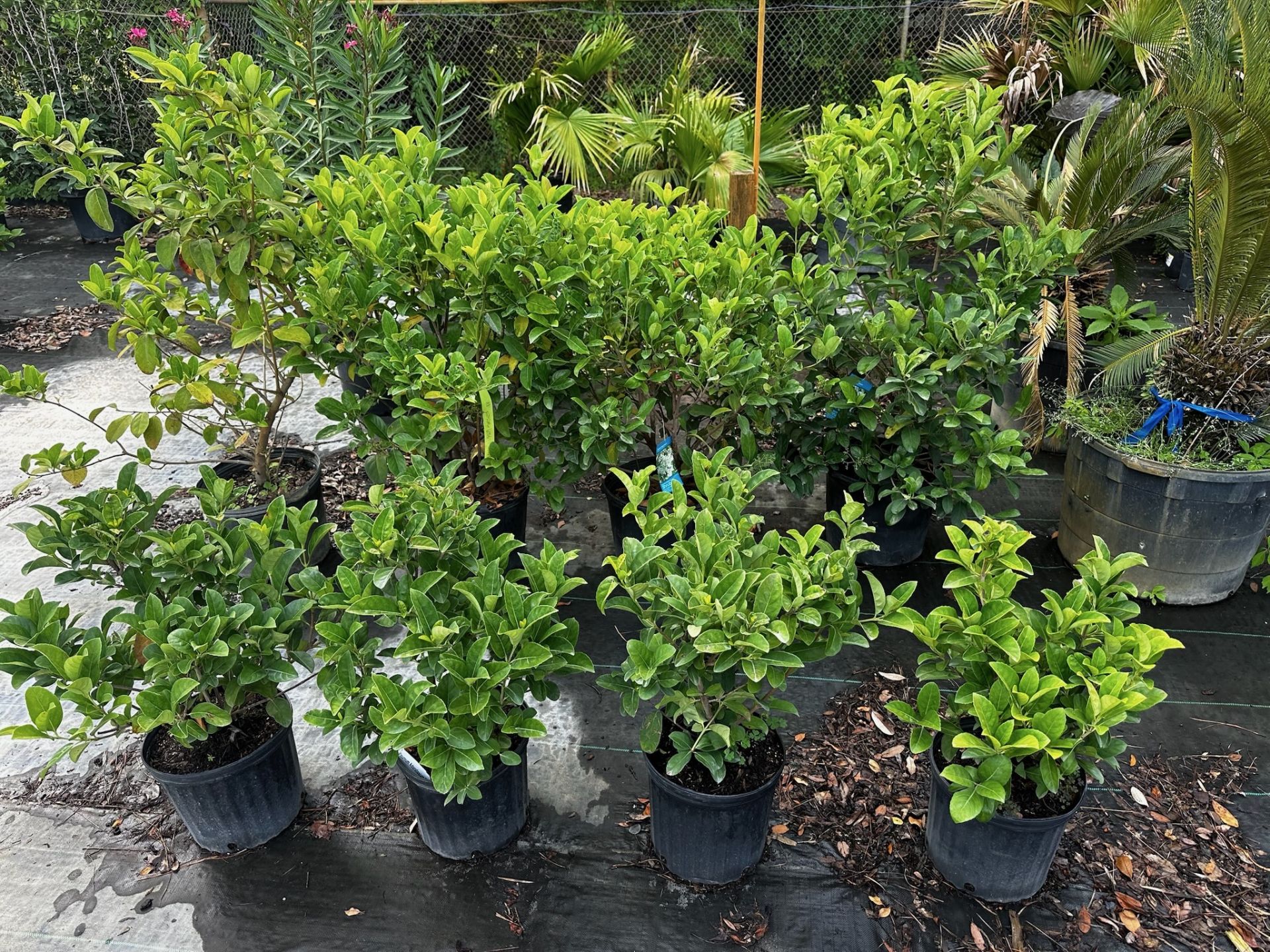 Assorted Landscaping Plants - Image 3 of 7