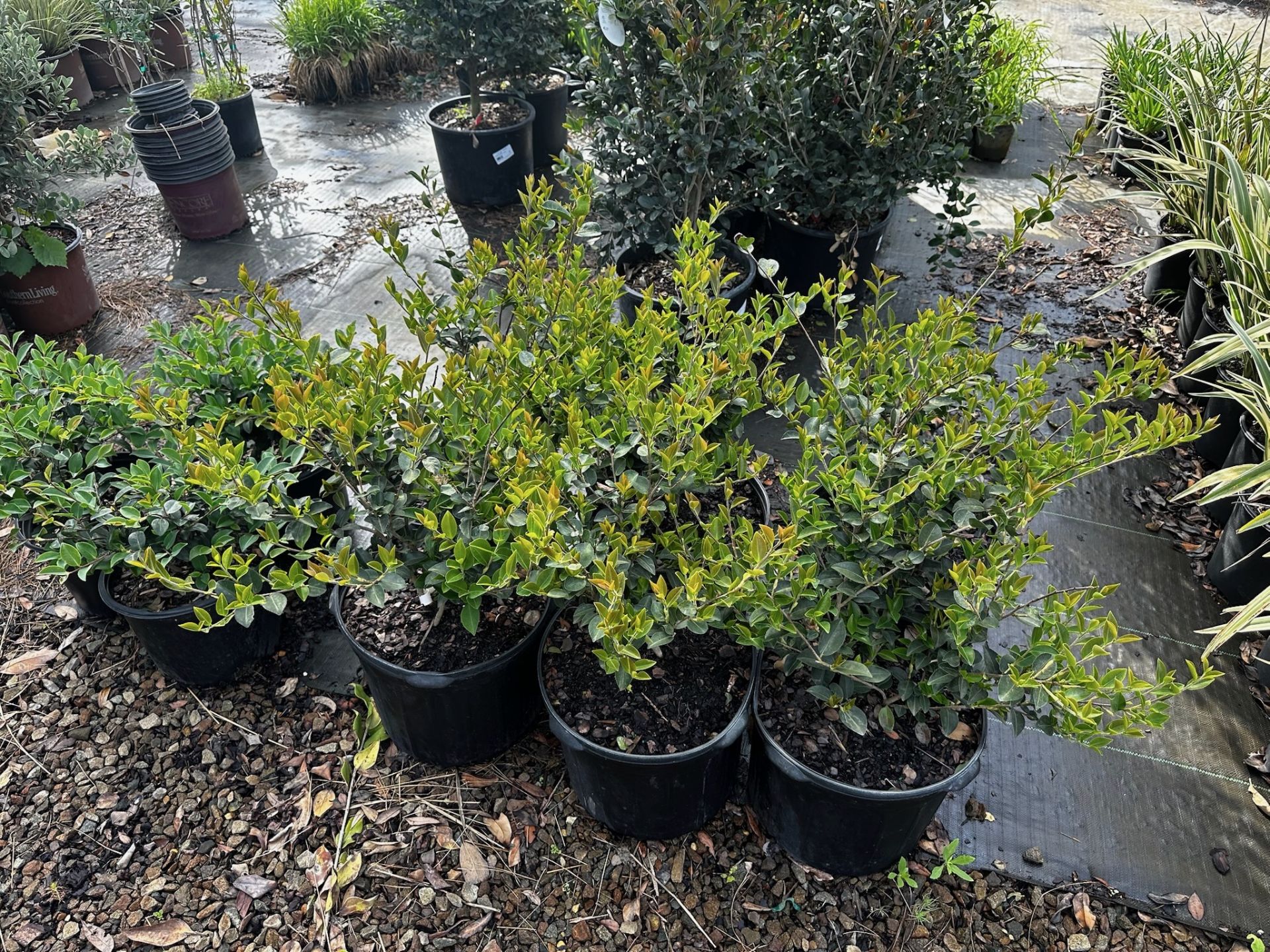 Assorted Landscaping Plants - Image 4 of 9