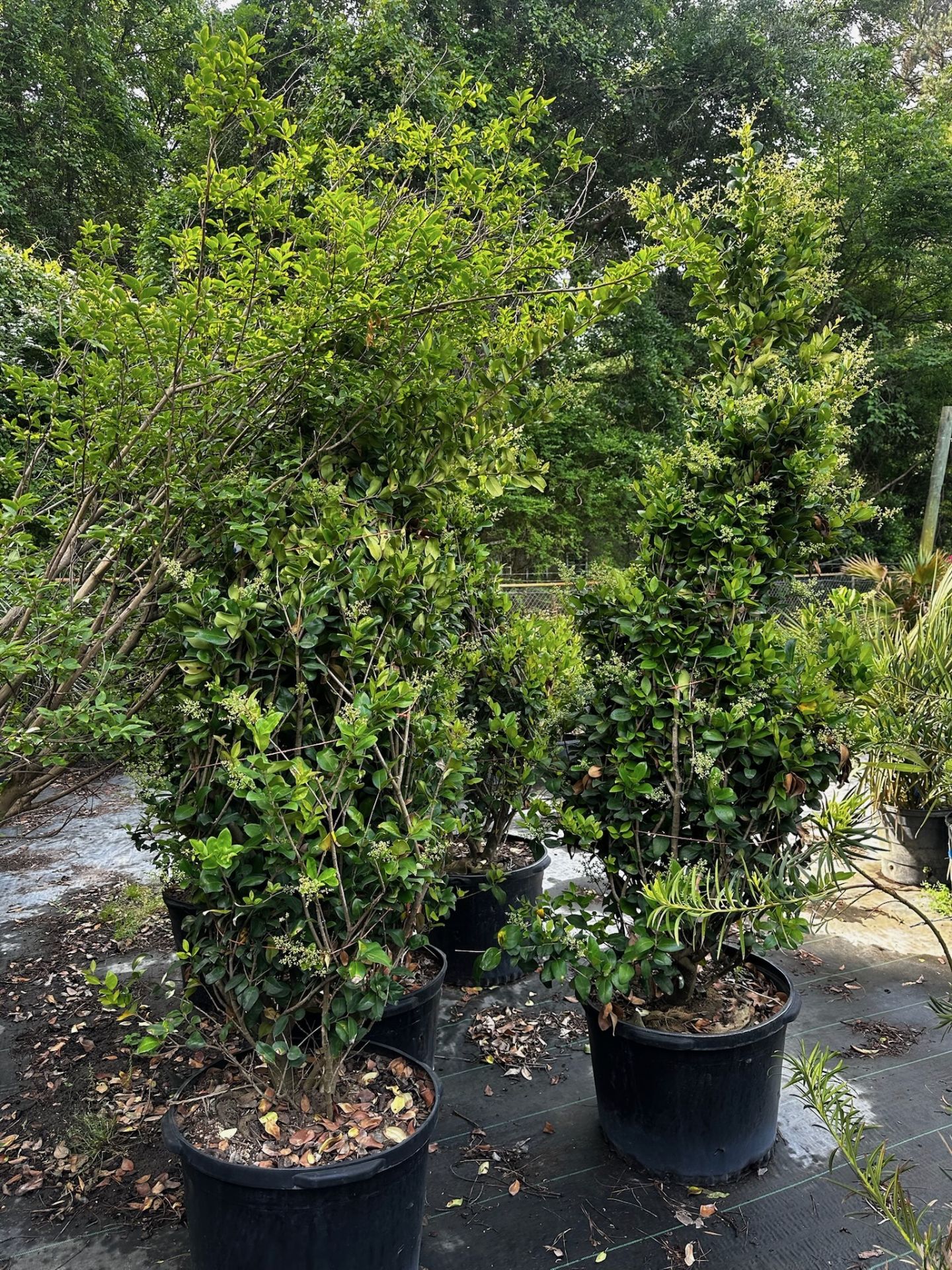 Large Decorative Bushes - Image 5 of 6